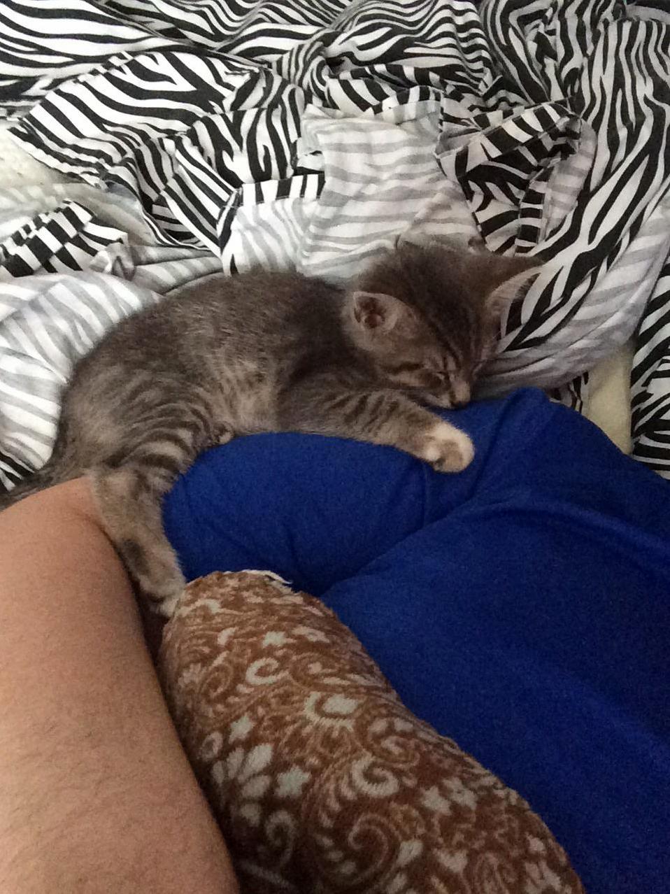 Yesterday He Was Hiding and Ran from Me Now He Climbs Right Up for Snuggles