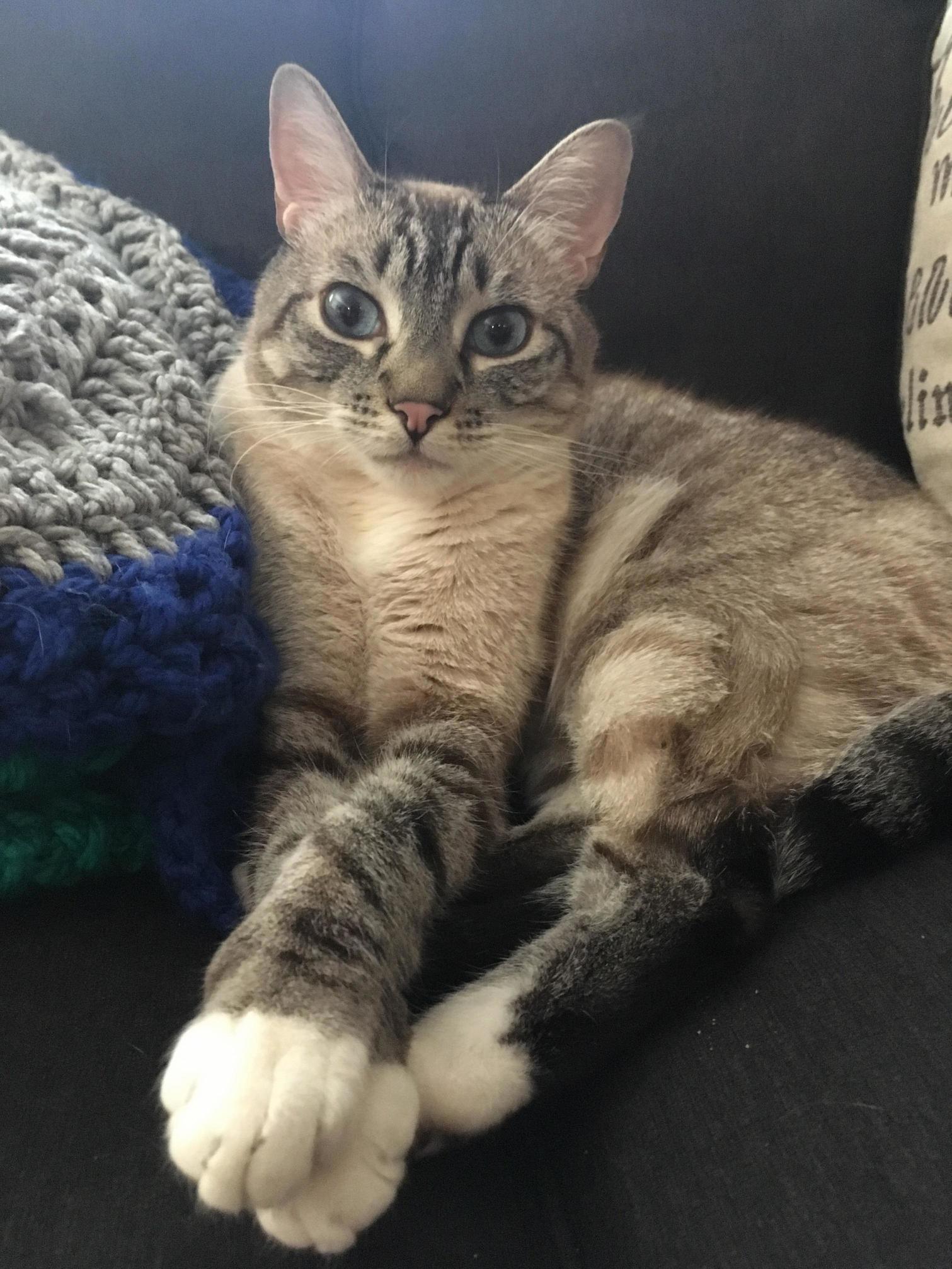 Yesterday Was Links 3 Year Adoptiversary He Crossed Paws for the Occasion