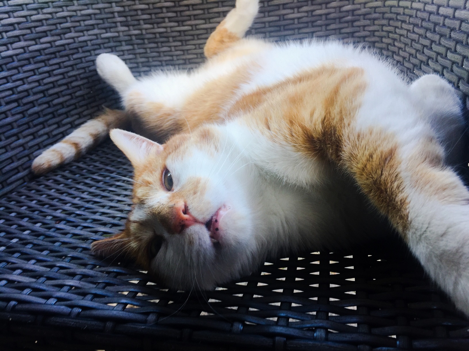 You Are Lucky I Am Too Hot and Tired to End You Human.