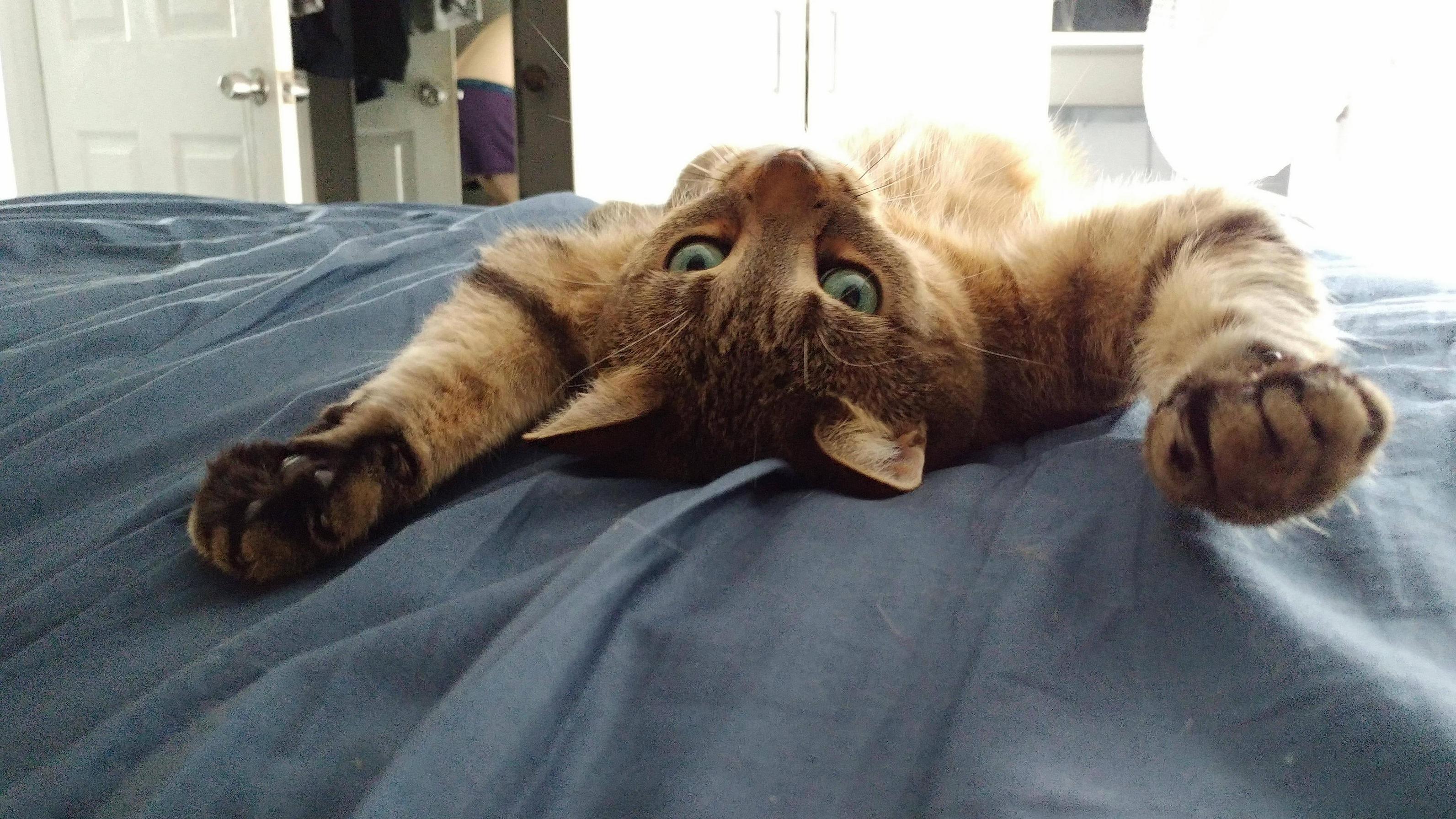 Zoey and Lazy Morning Stretches