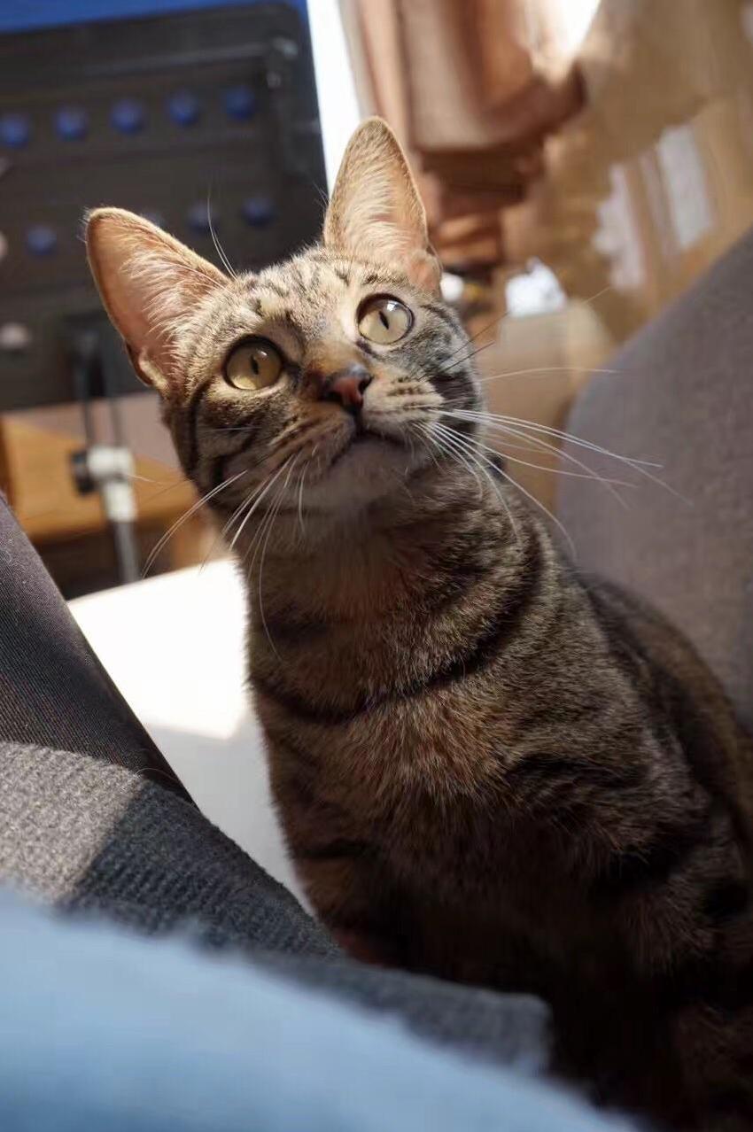 Gorgeous Kitty