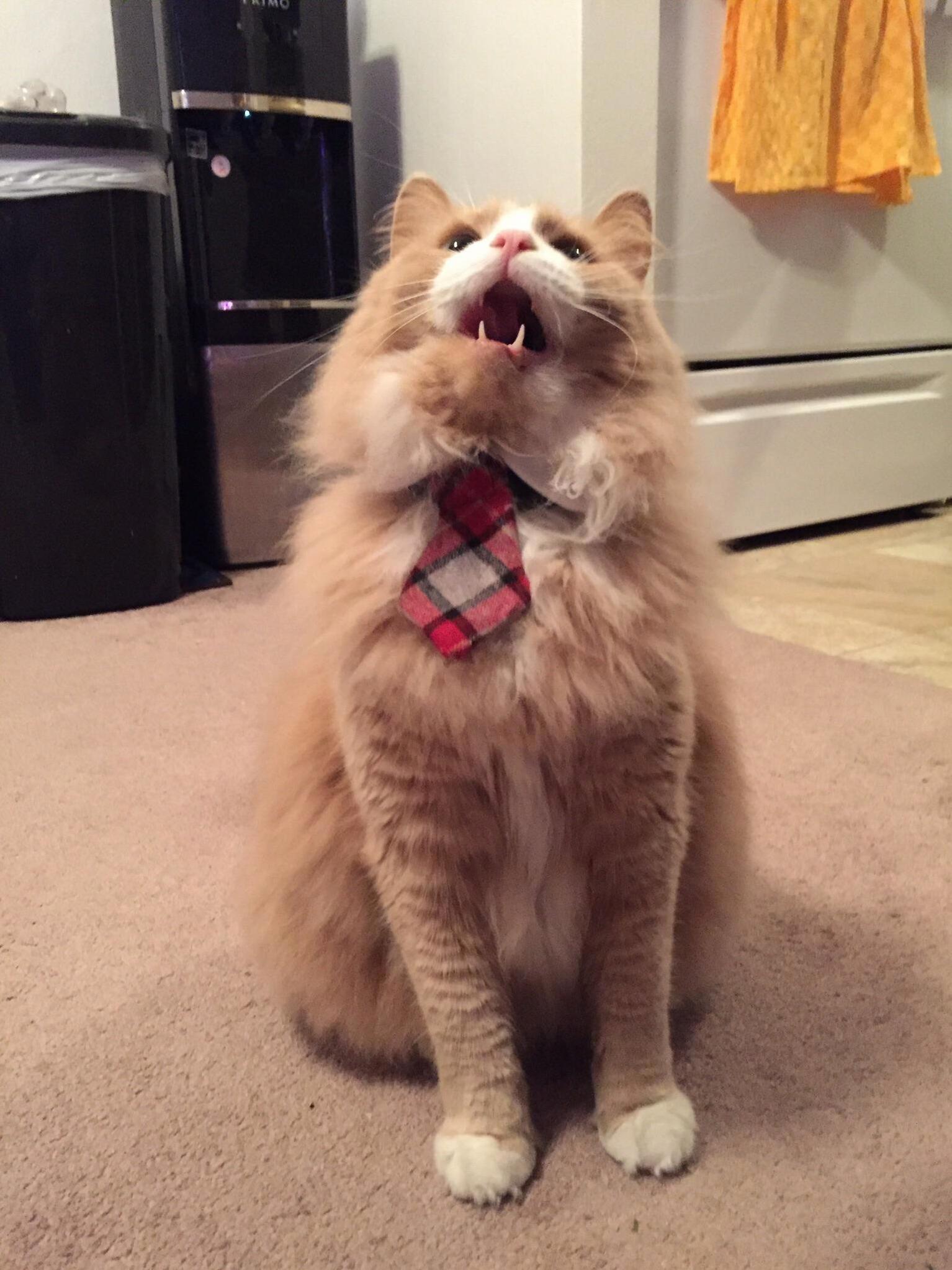 Meet Captain.