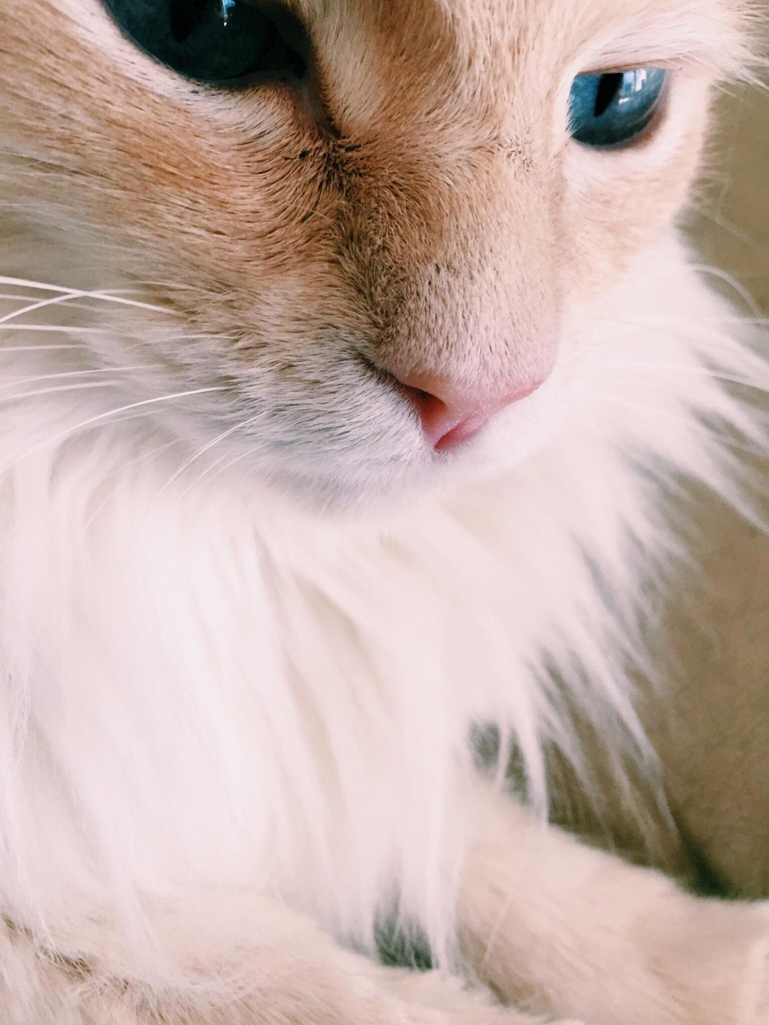 Meet Snowball