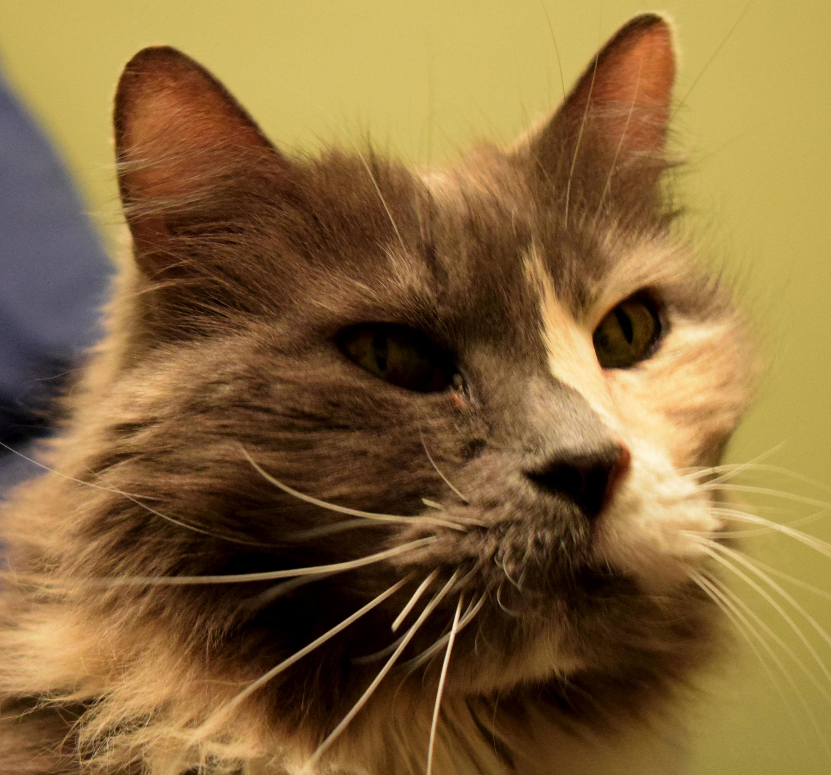 A Cat Named Fish. After 14 Years I Had to Say Goodbye Yesterday. Im Sad Beyond Words but Also Glad She Isnt Suffering Anymore