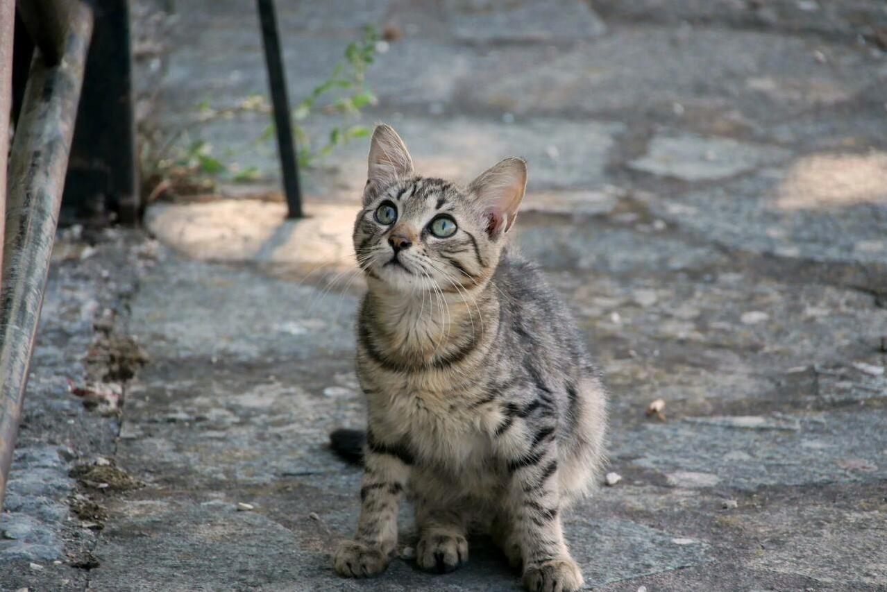 A Kitten We Met in Greece Looking at My Friend