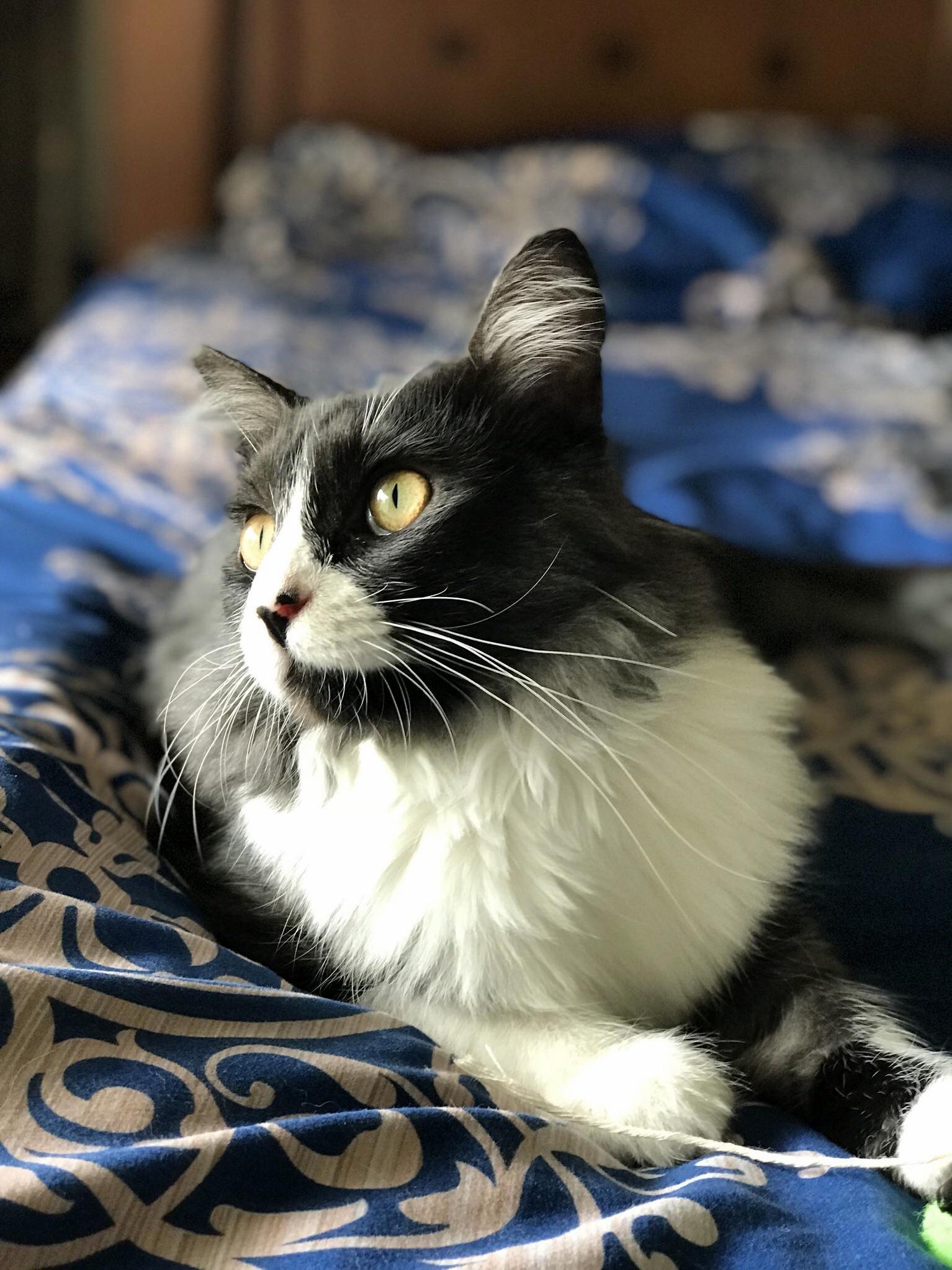 A Portrait of My Handsome Boy Mozart