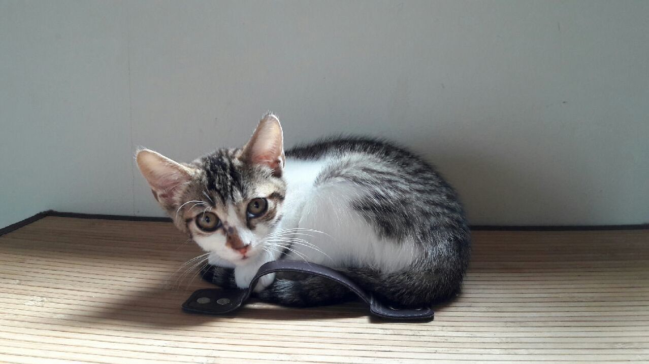 A Shy Hello from My New Little Buddy