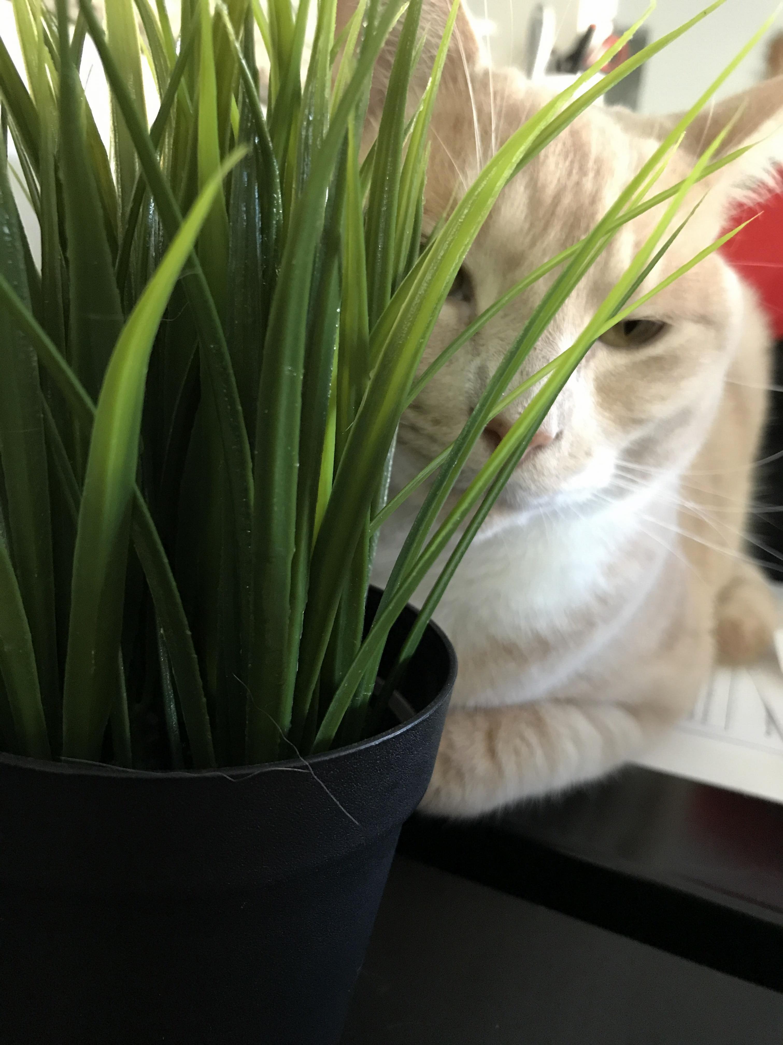 A Wild Theodore in His Natural Habitat. Plastic Ikea Plants.