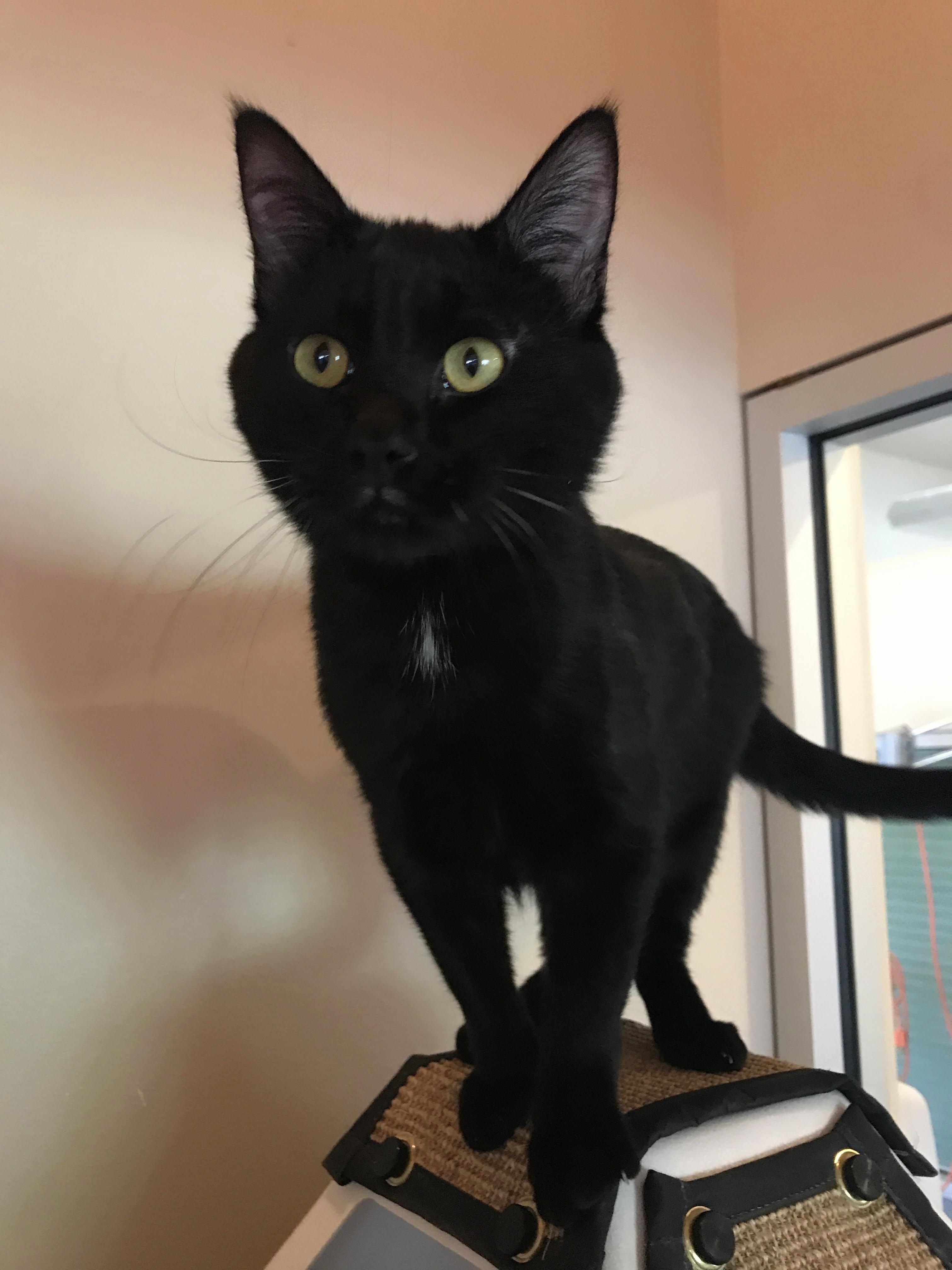 Adopted This Handsome Boy Yesterday His Name Is Ferguson