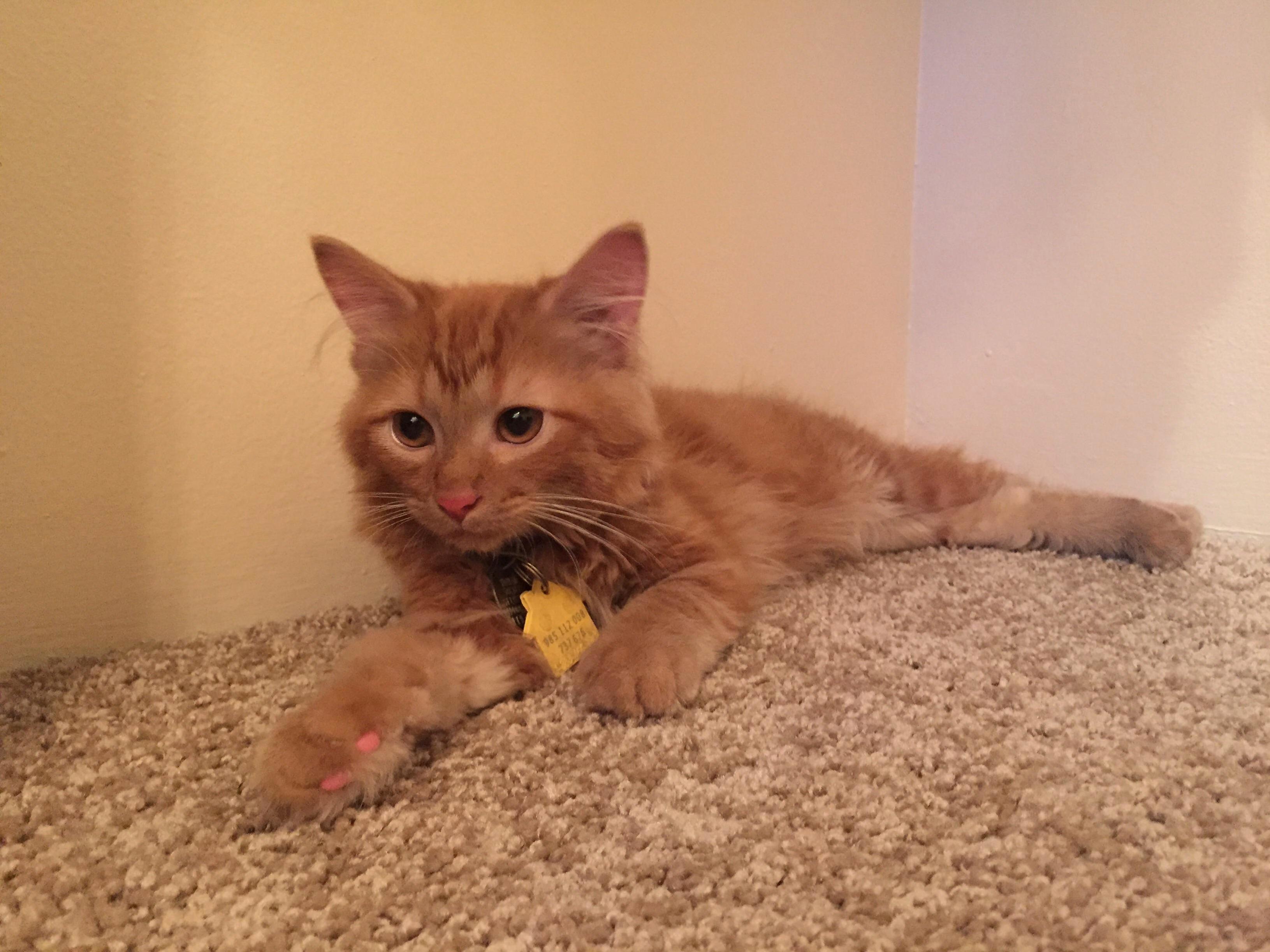Adopted This Little Ginger a Bit Over a Week Ago. Its Amazing How Close Me and Omar Have Gotten Already.
