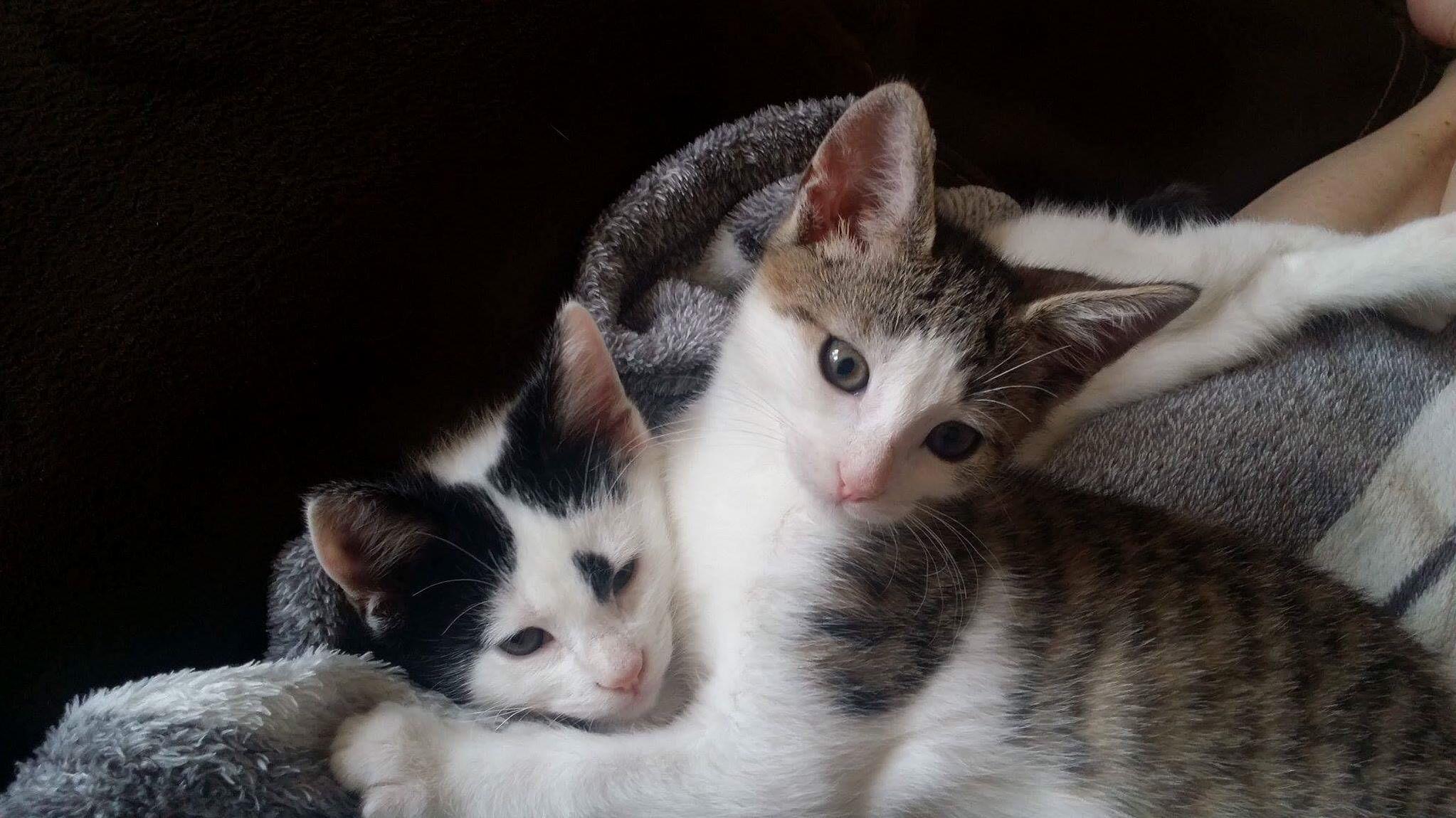 Adopting These Gorgeous Rescues Next Week Thoughts on Names
