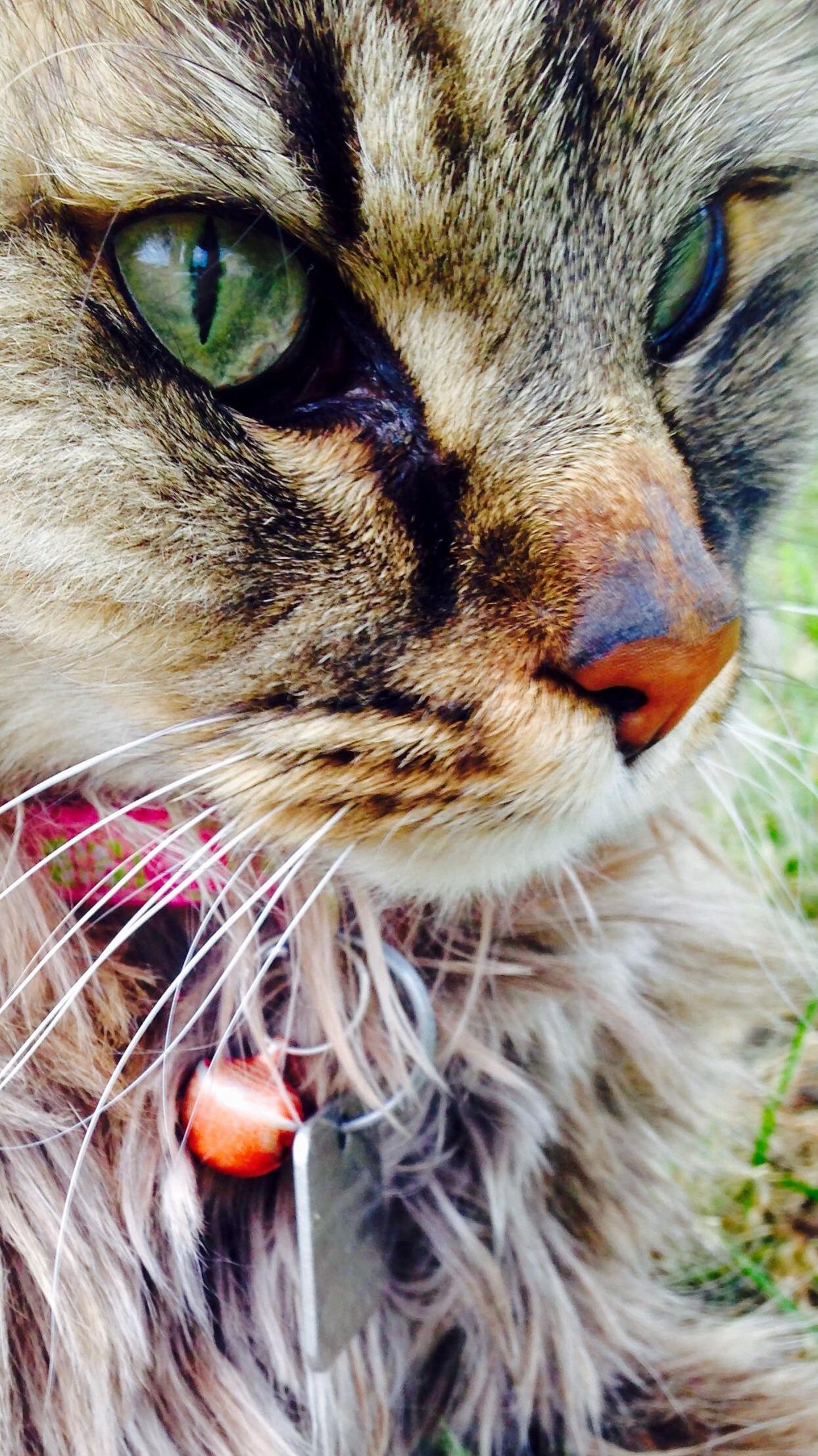 After 14 Years Said Goodbye to My Princess Boy Sam Today. He Had Hyperthyroidism and Medicine Wasnt Working. My Boy Is No Longer Suffering