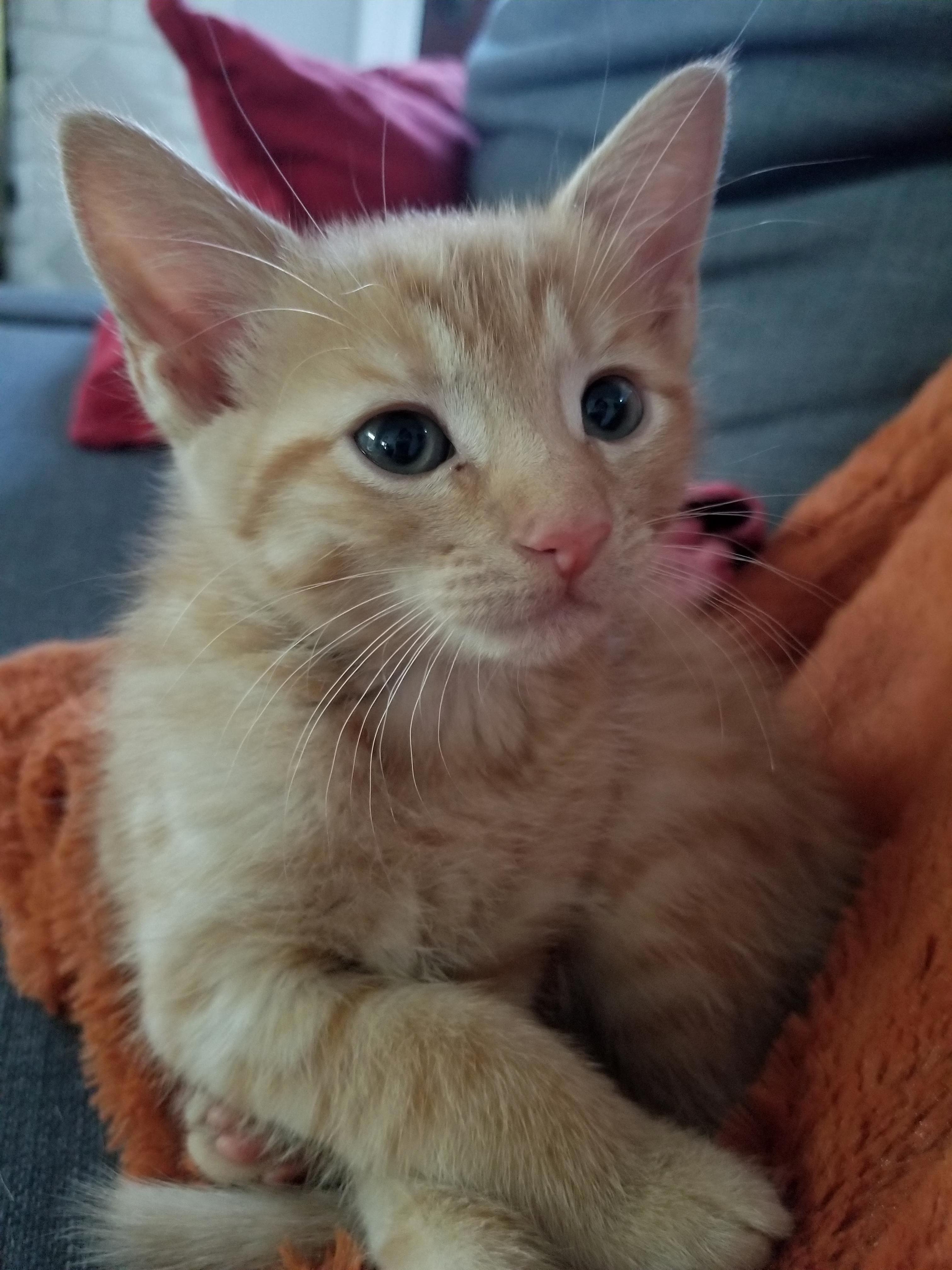 Almost 8 Weeks Old