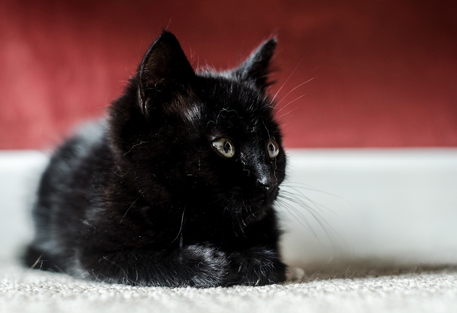 And Heres Luka the Second of the Two Cats My Wife and I Rescued This Weekend