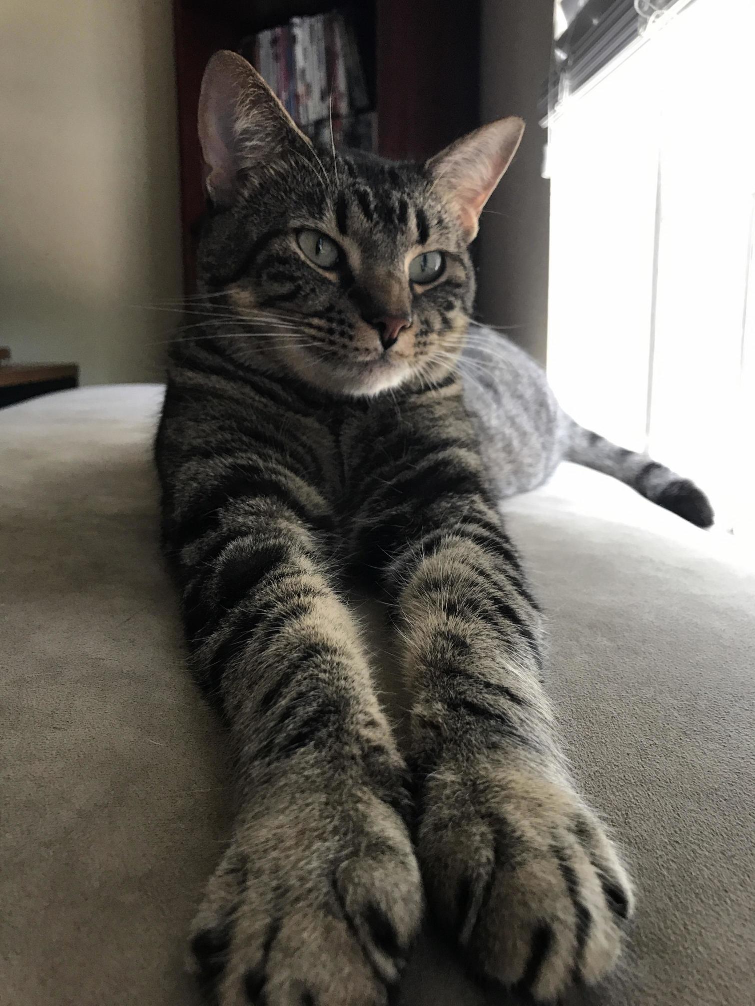 And the Most Photogenic Cat in the World Award Goes To... Stitch.