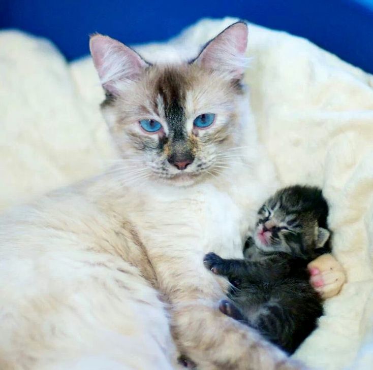 Aww Cute Little Kitty
