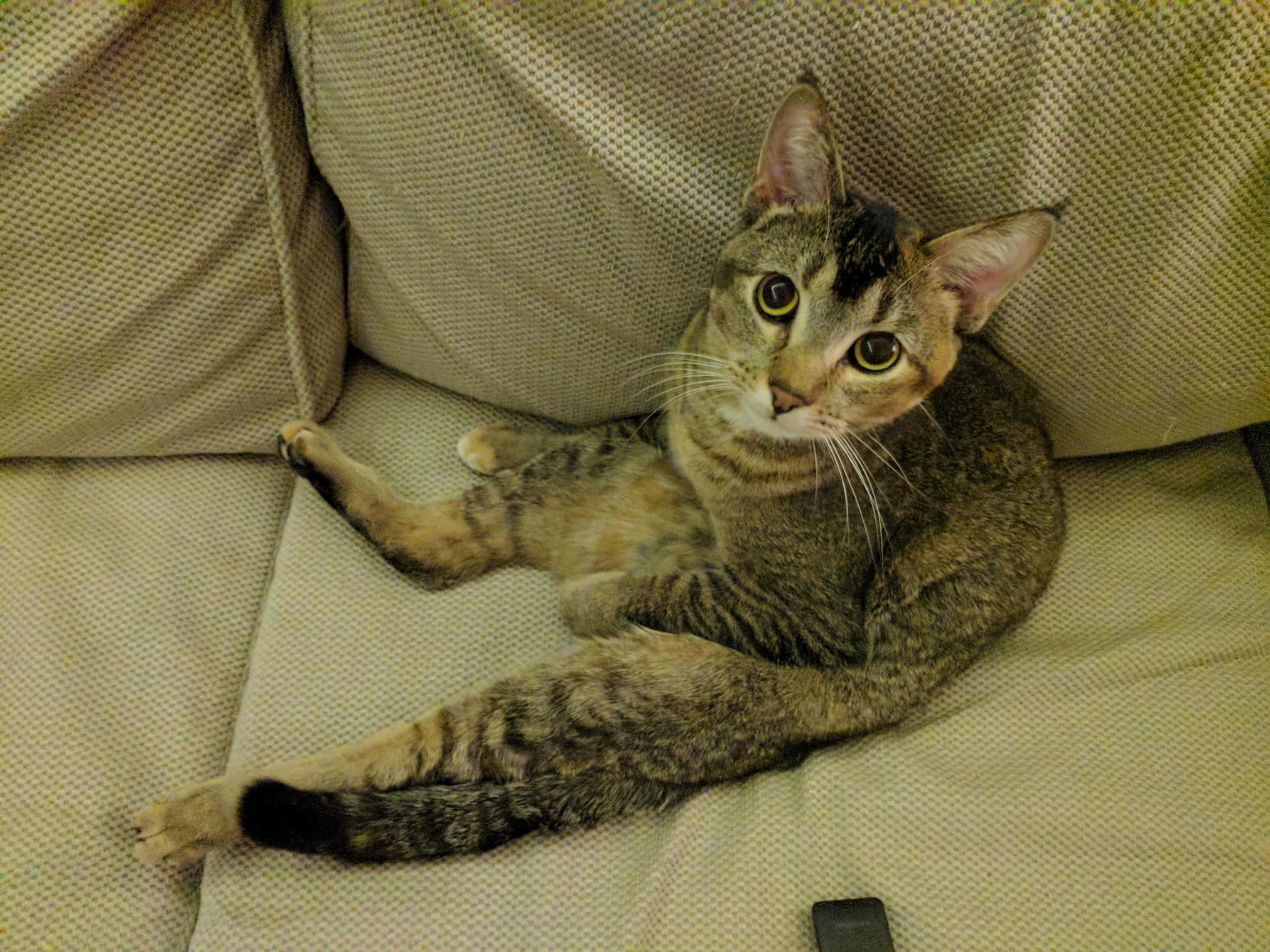 Azula Thinks Shes a People.