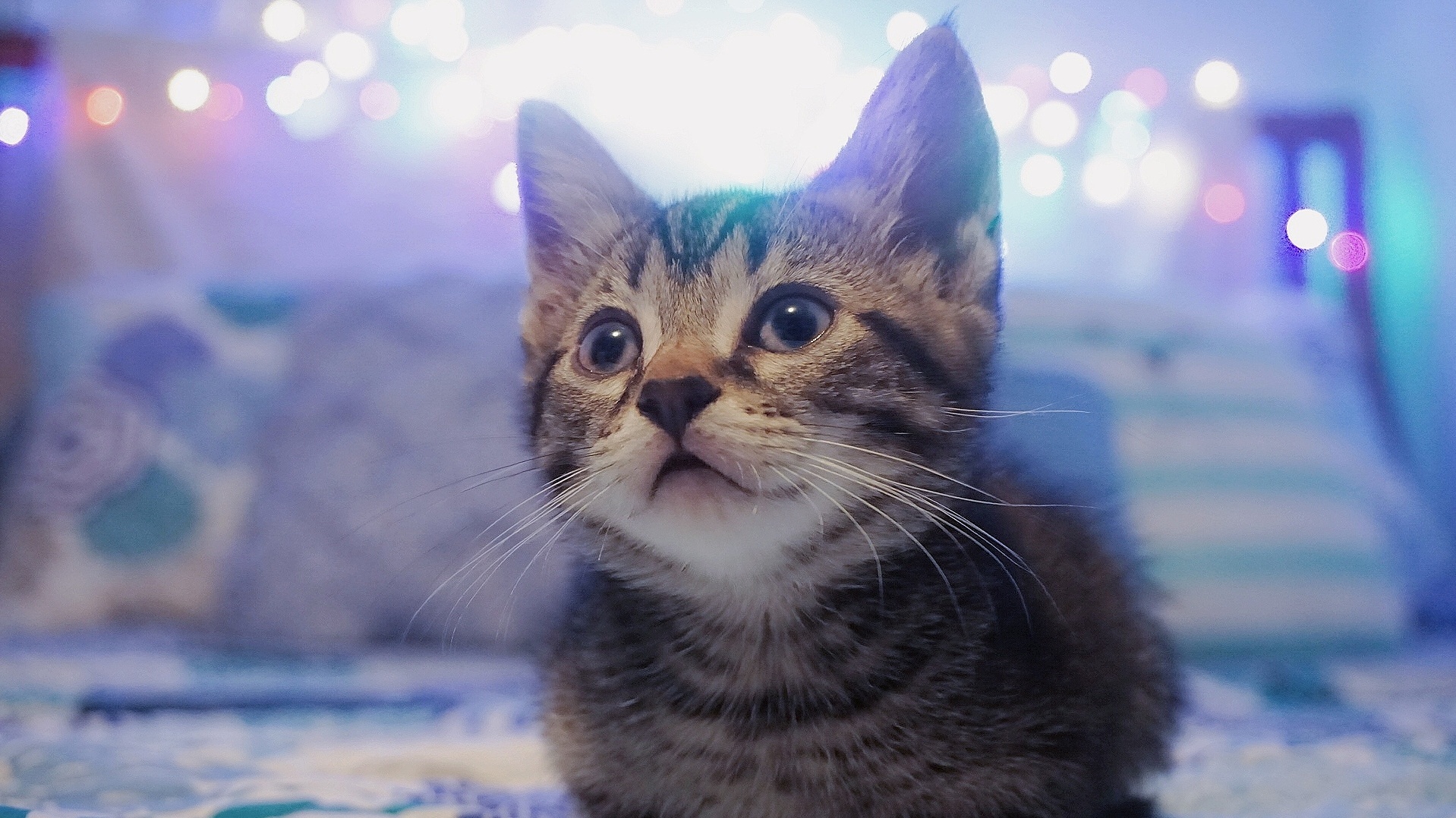 Baby of My Siamese Cat