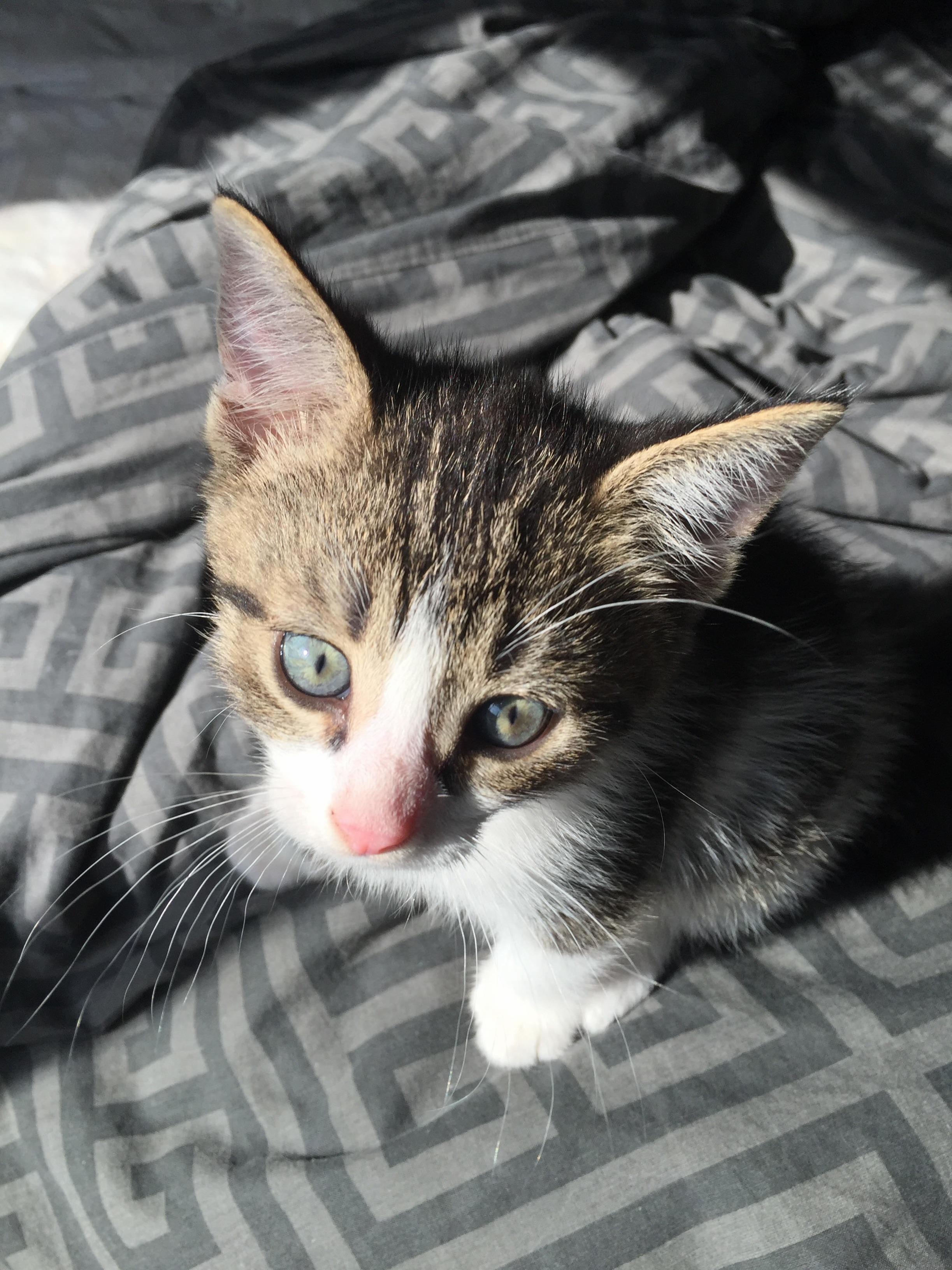 Baby Siimo