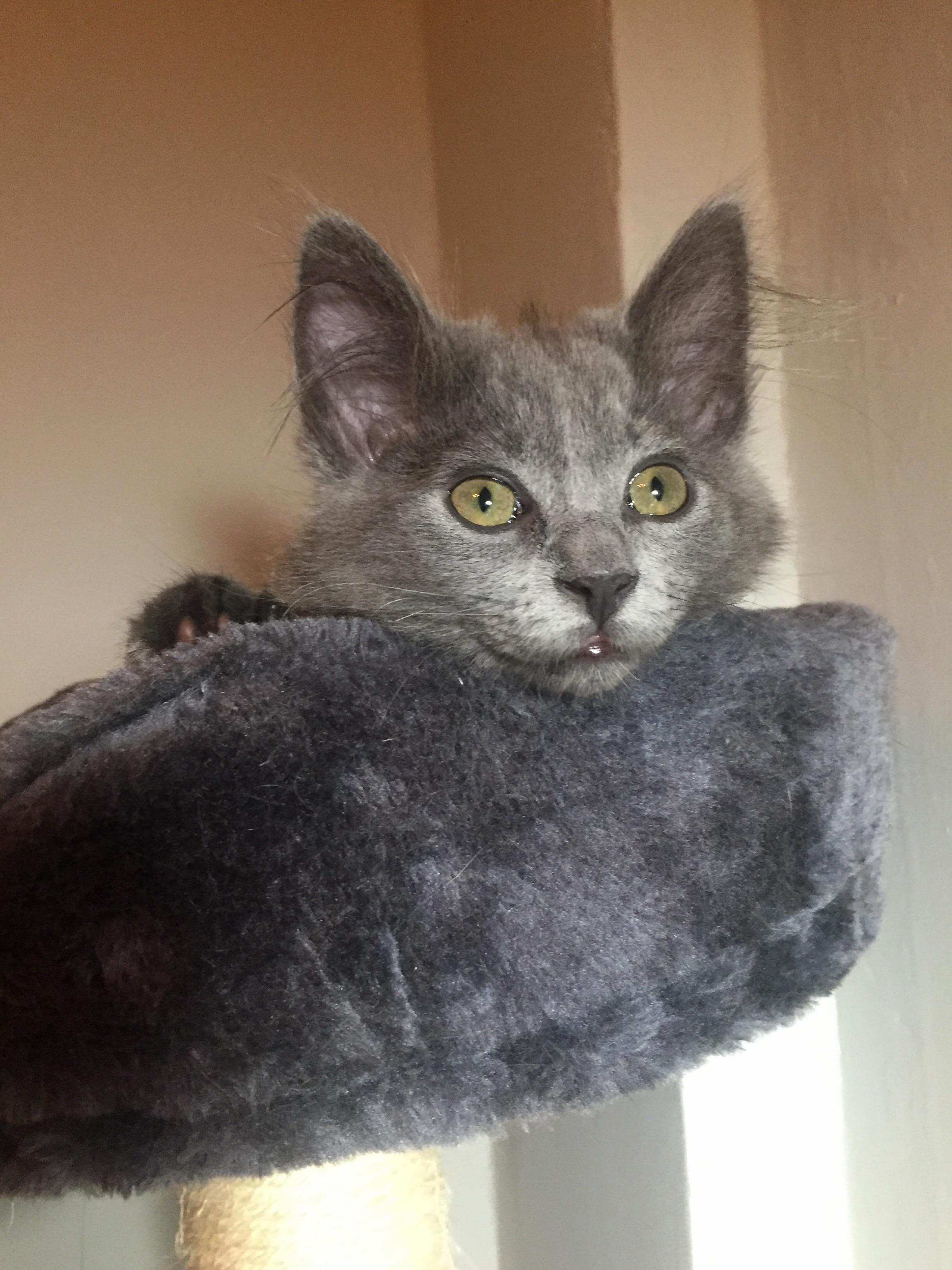 Bad Hair Day Kitten Edition