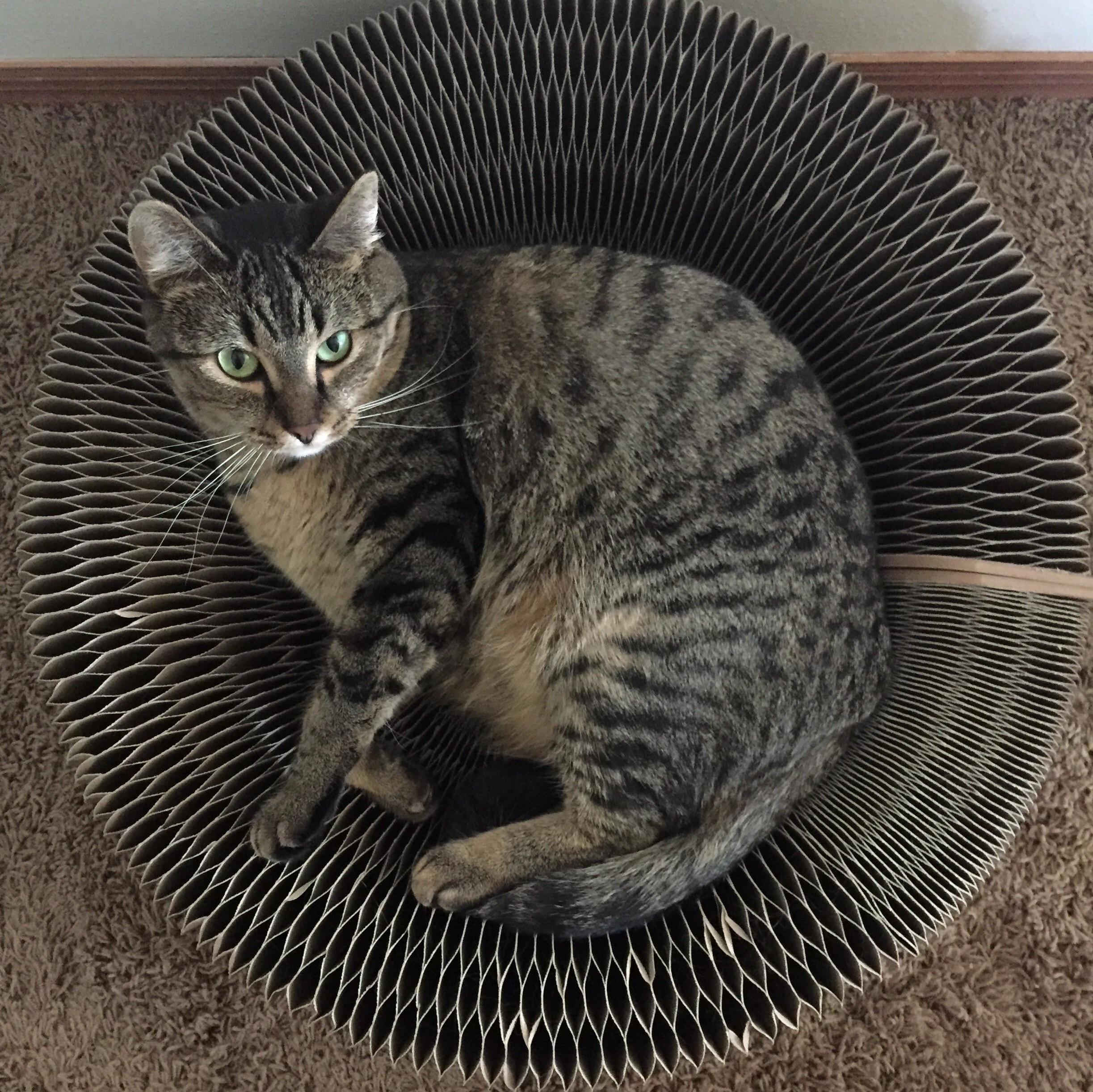 Beatrice Says Round Is a Good Shape.