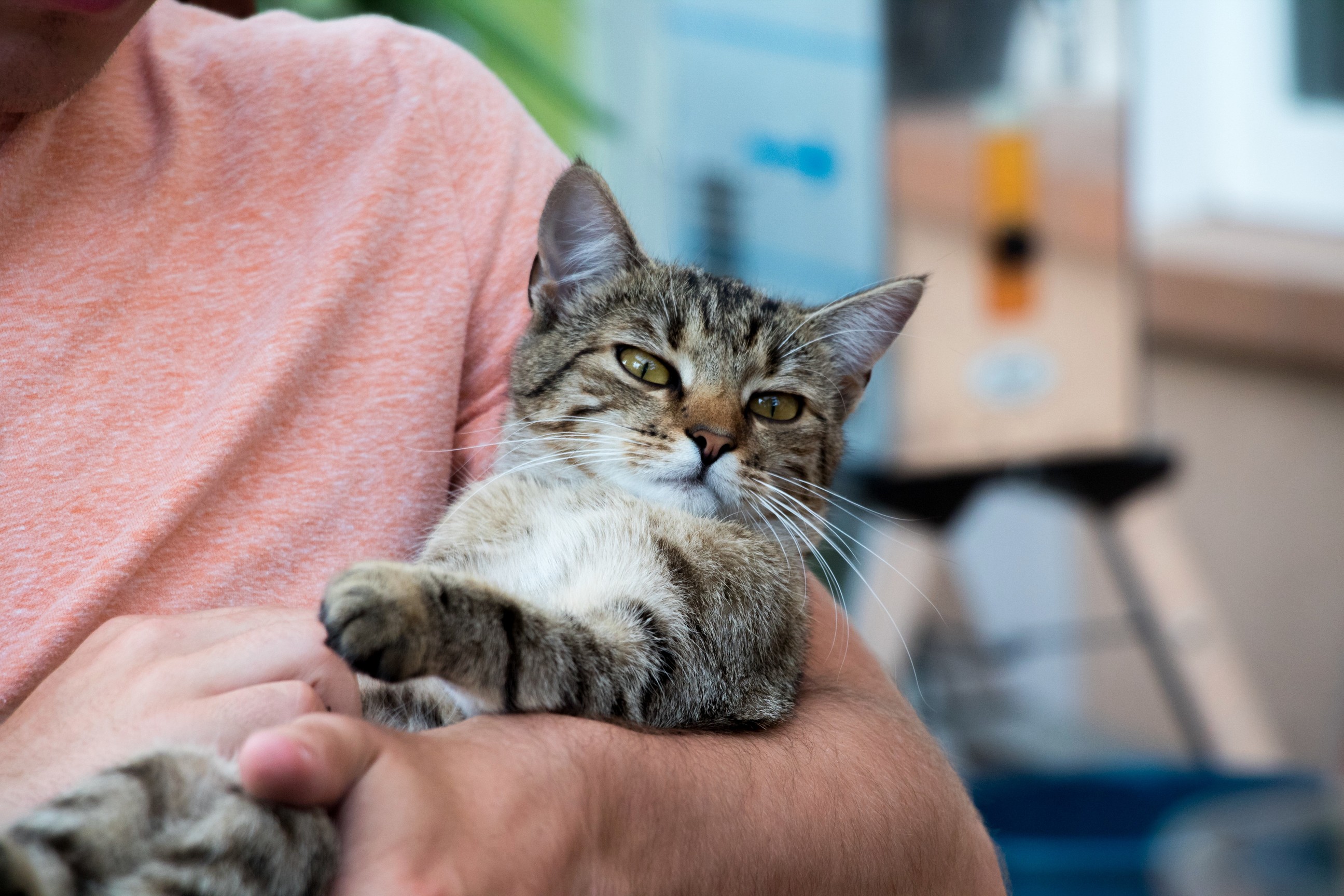 Beautiful Cat at a Barbecue at My Friends House.