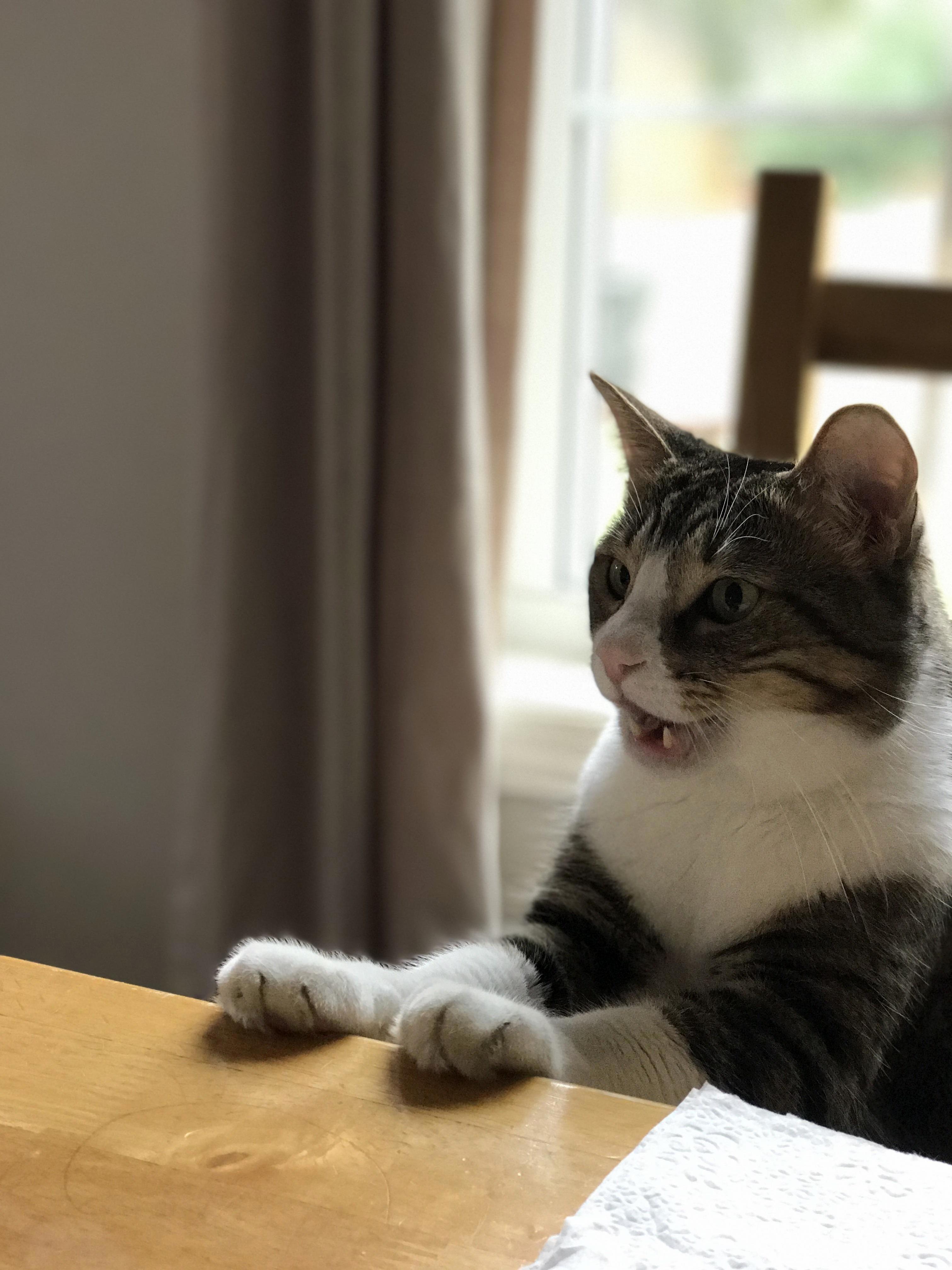 Begging at the Dinner Table.
