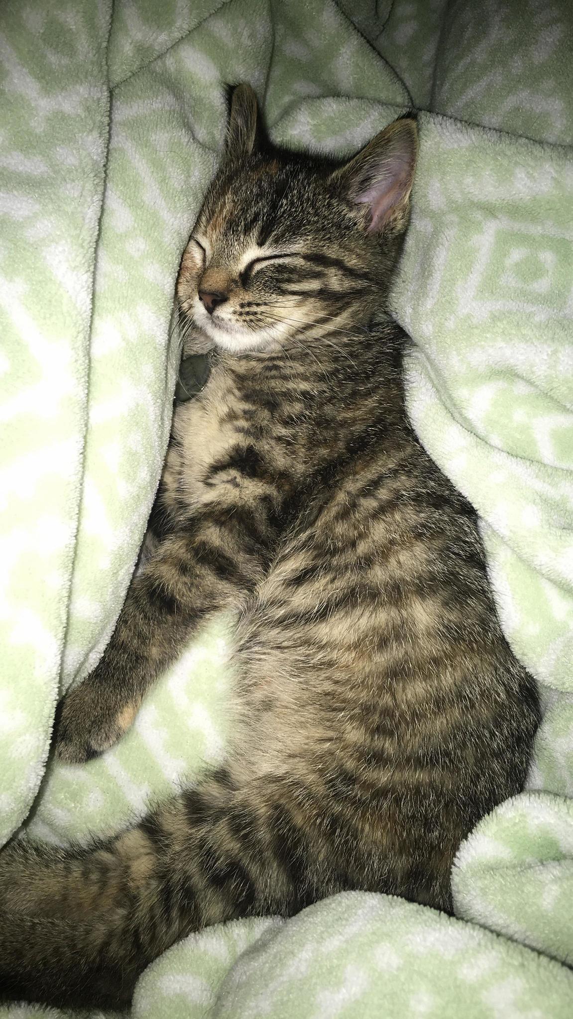 Being a Kitten Is So Exhausting