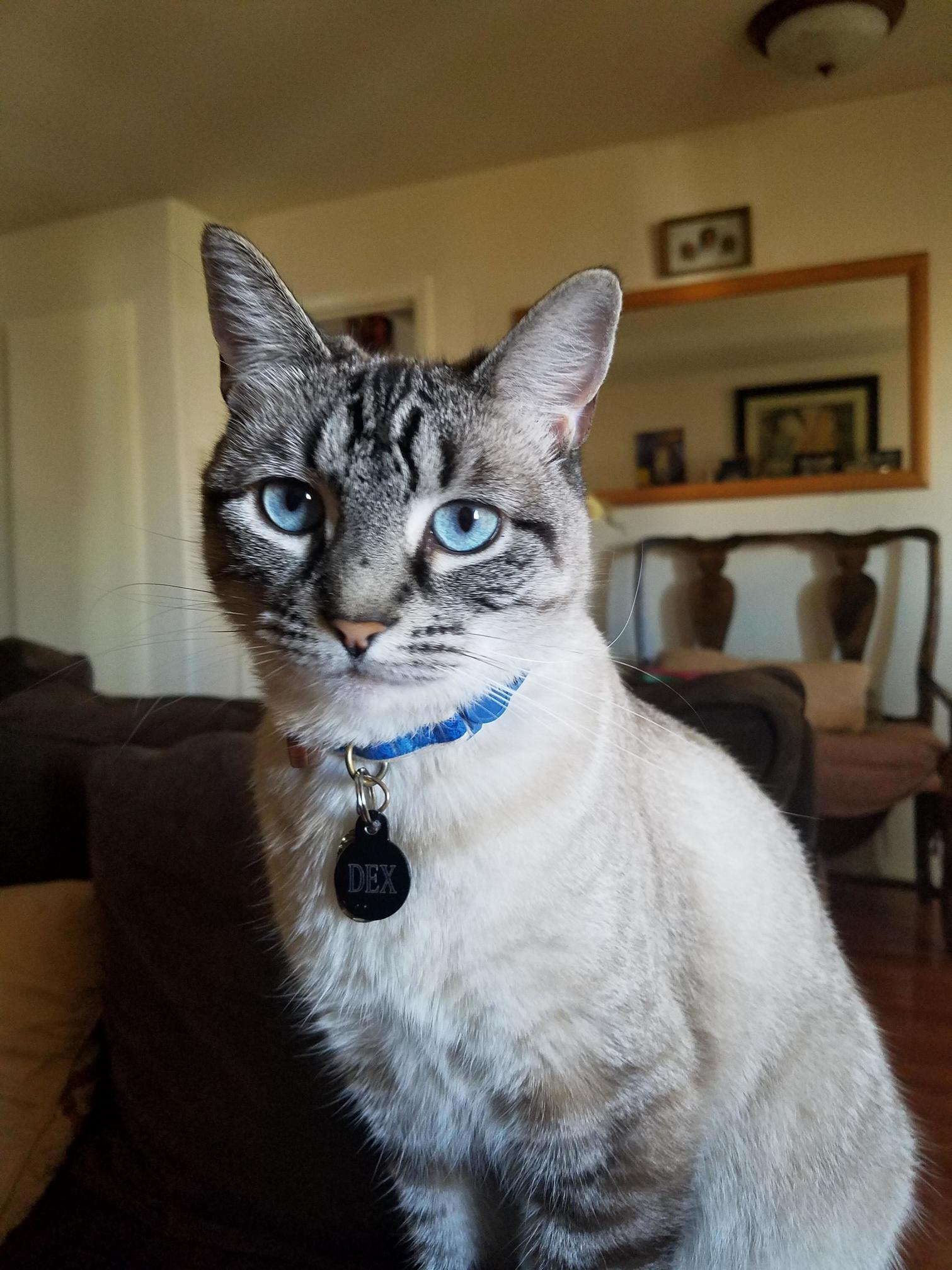 Born on a Cold and Dirty Balcony to a Beautiful House Cat.