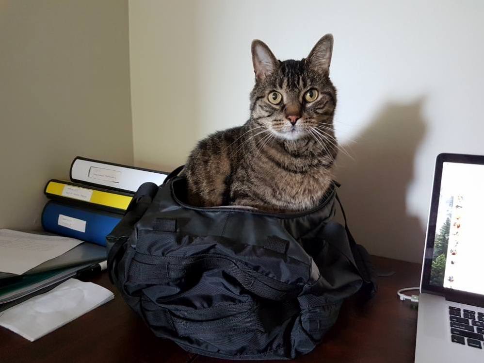 Cat Behaviorists Does This Pose Mean Dont Go to the Gym or Take Me with You I Want to Pump Iron