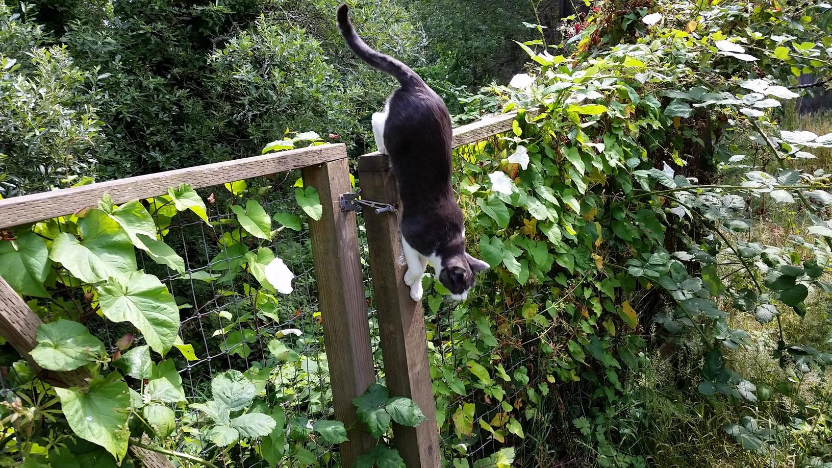 Cat in Motion