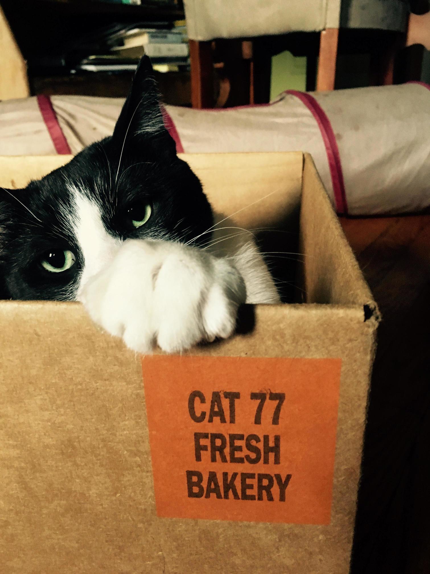 Cat Yes. Fresh No Doubt About It.