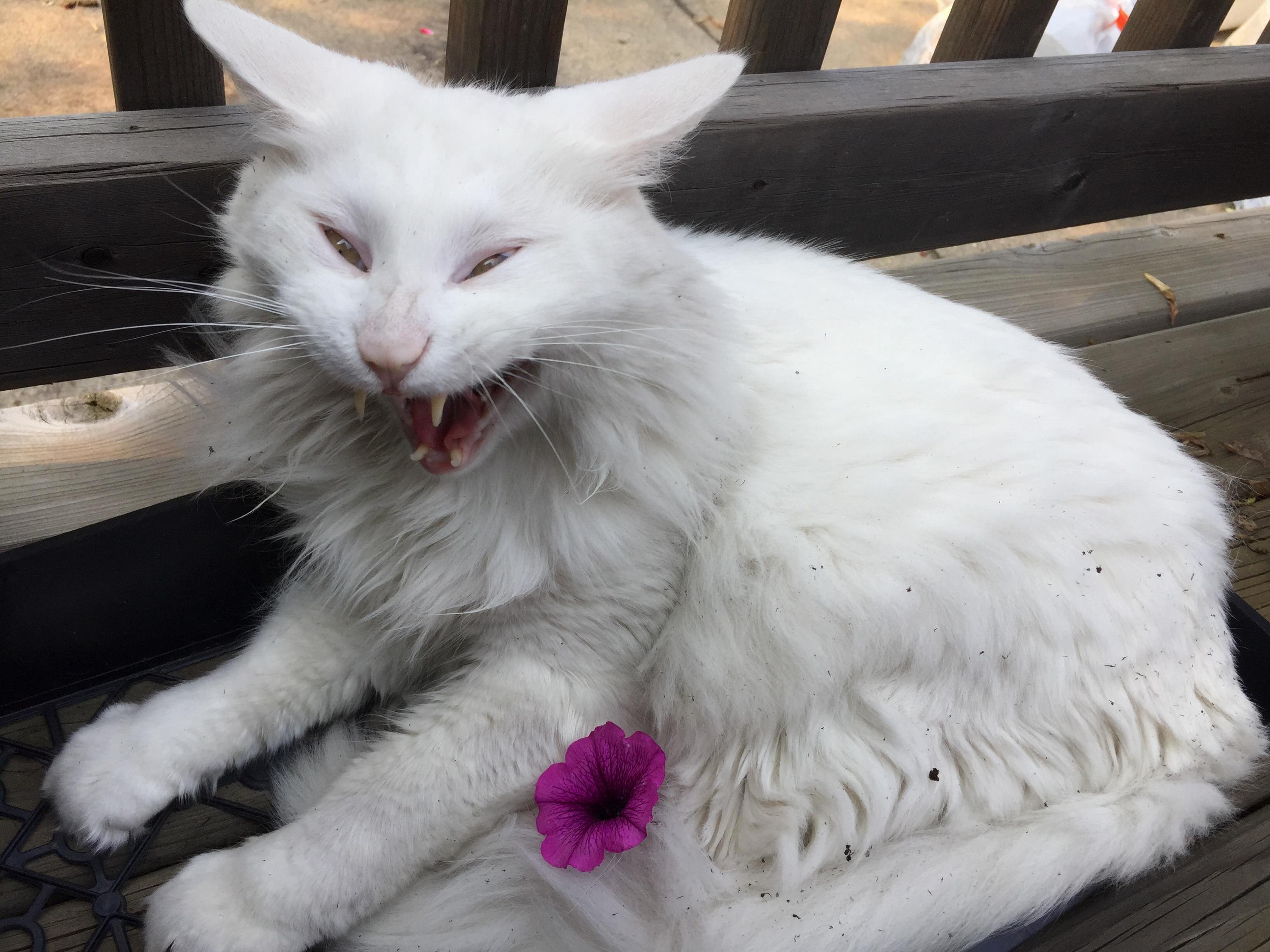 Caught Him Mid Yawn.