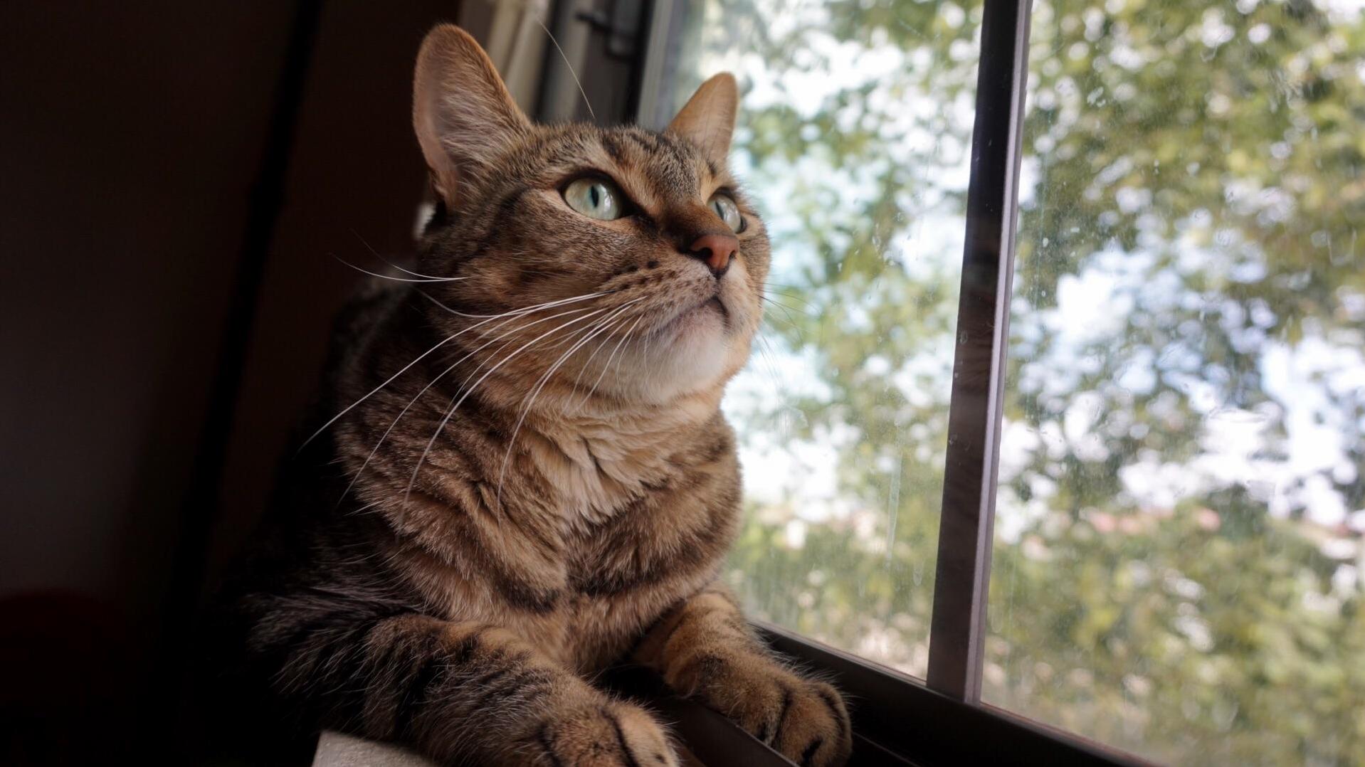 Caught This Guy Eyeballing a Bird in the Tree from the Windowsill.
