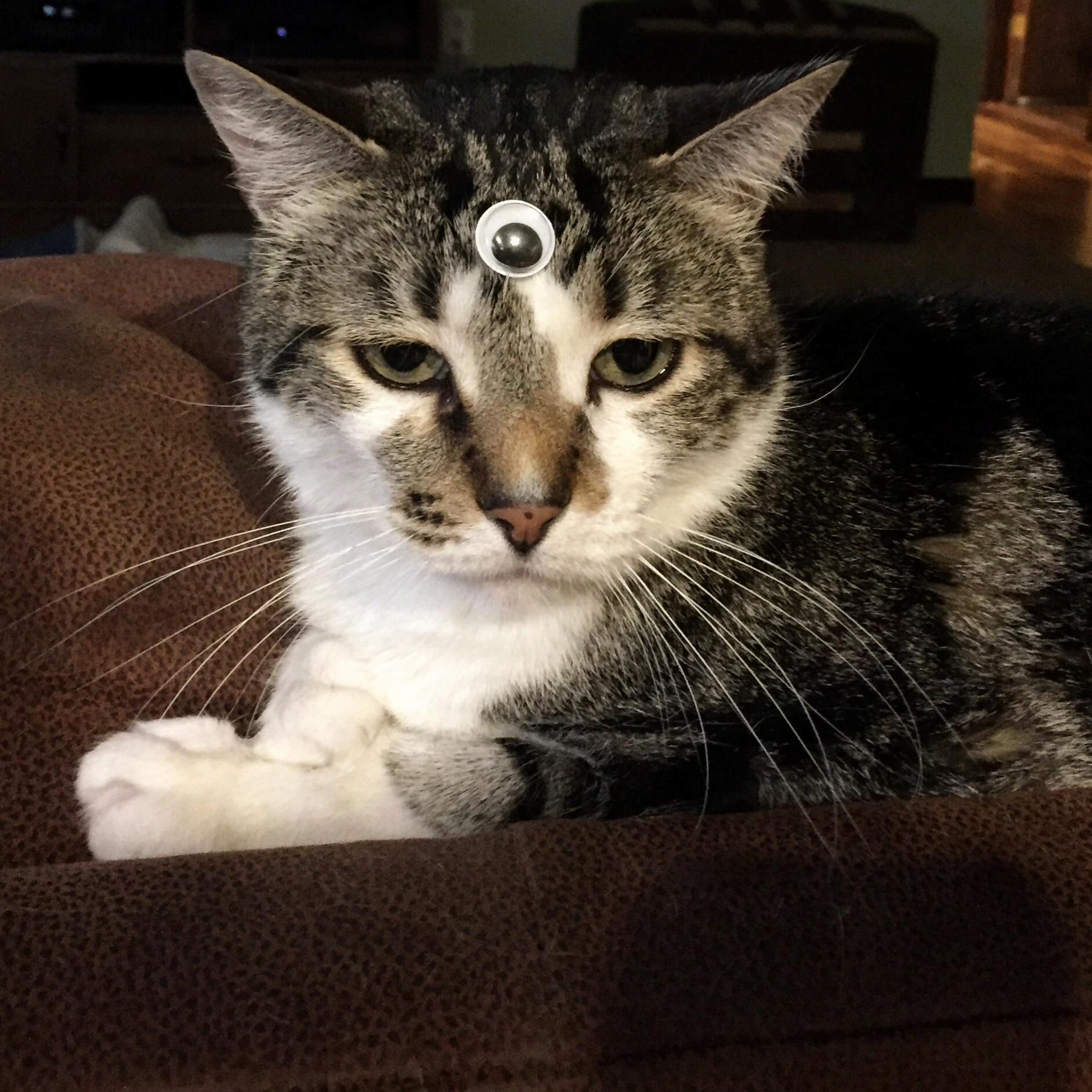 Charlie Is Not Amused.