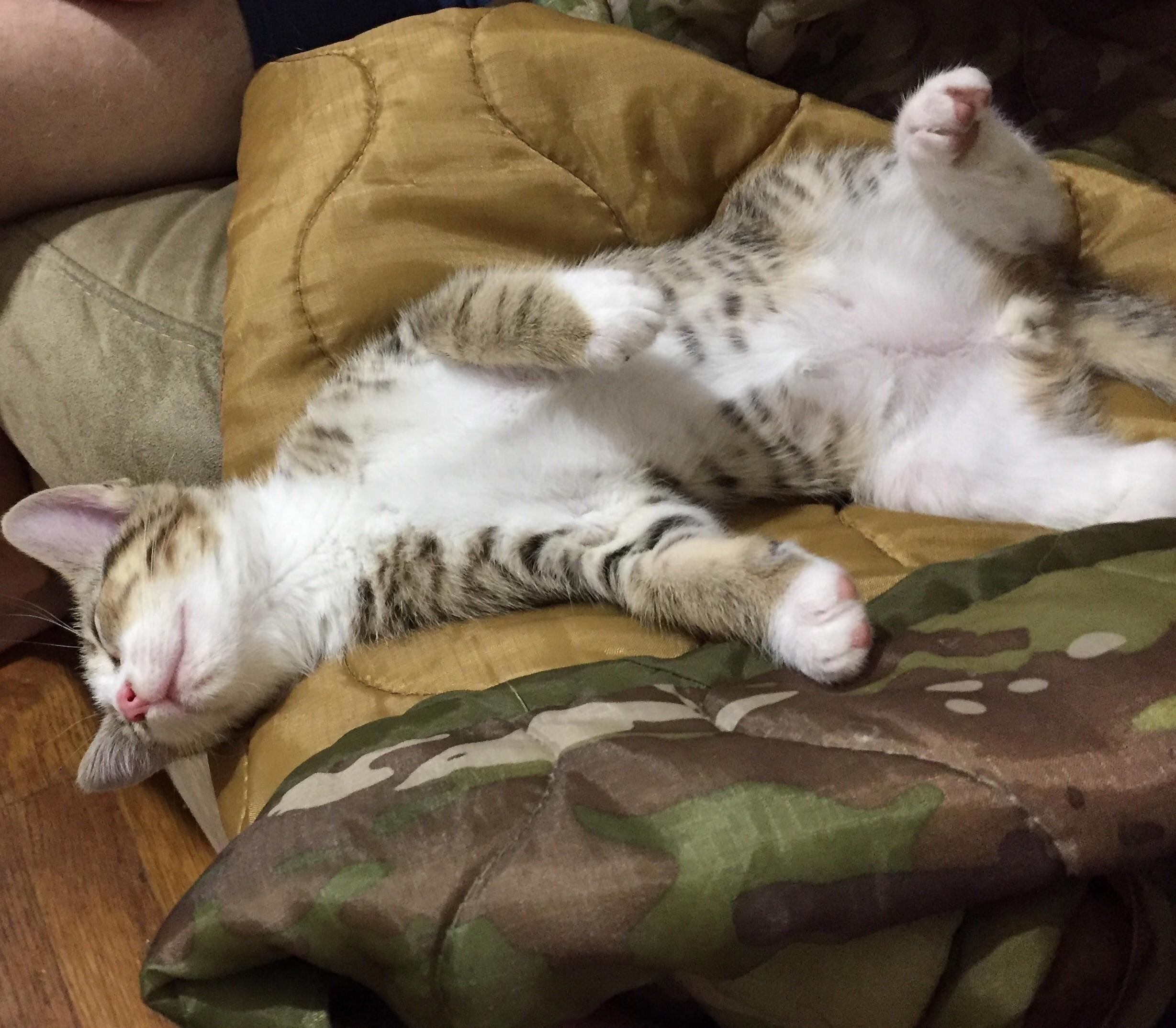 Chester Is Wore Out After Chasing a Laser