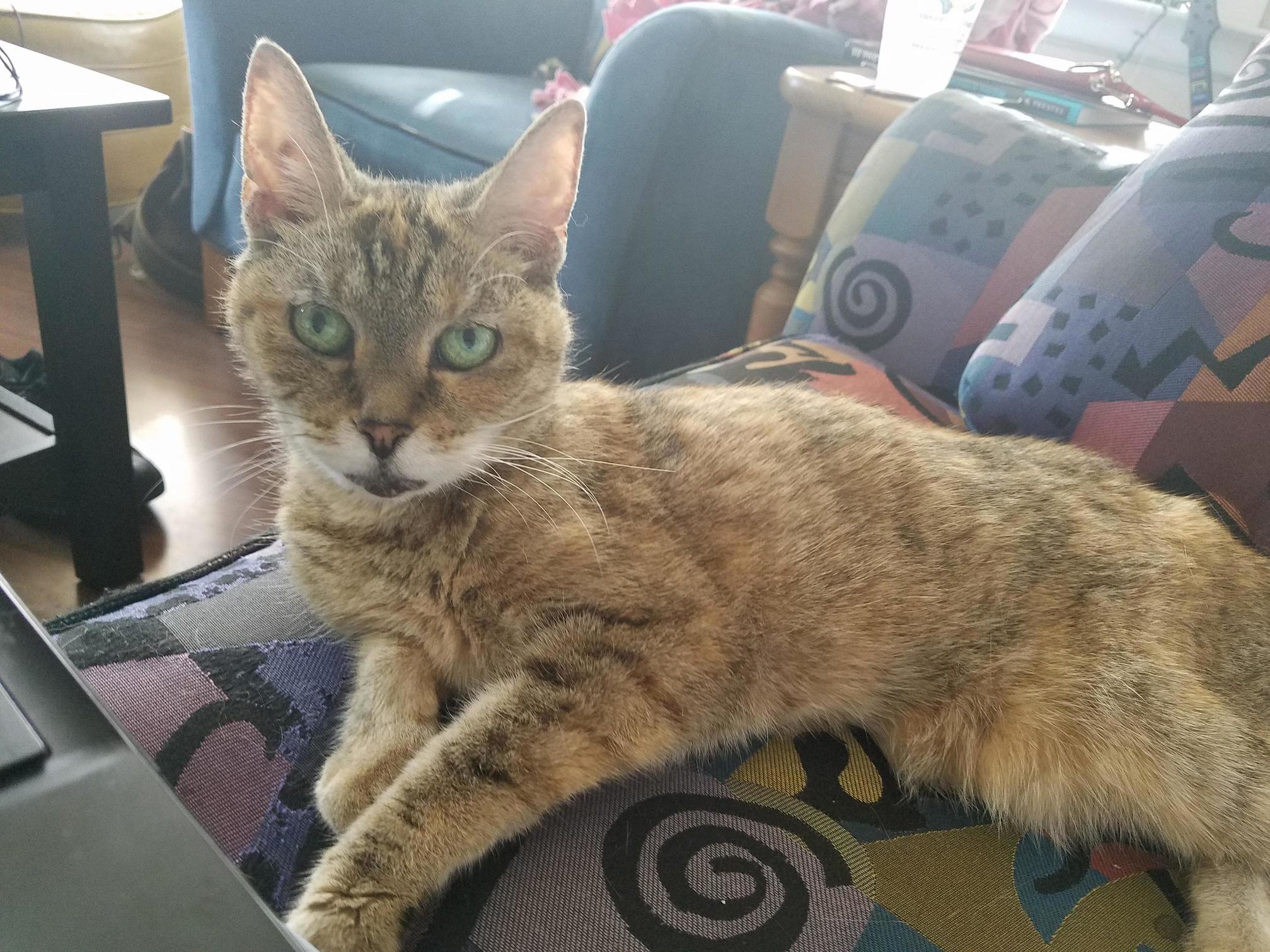 Chloe Has Been with Us for Just Over a Year Now and Shes Still Grumpy Whenever Shes Not Getting Her Picture Taken