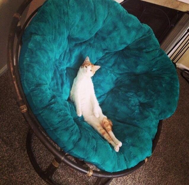 Cliff Loves His Papasan