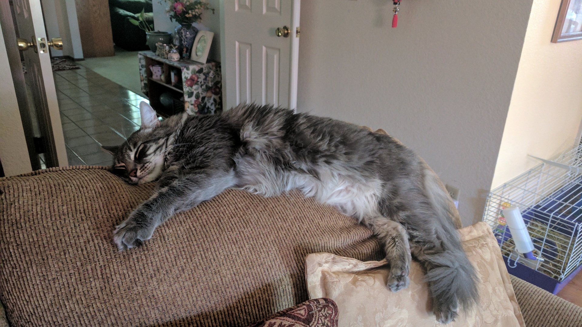 Cloudy Enjoying a Lazy Day