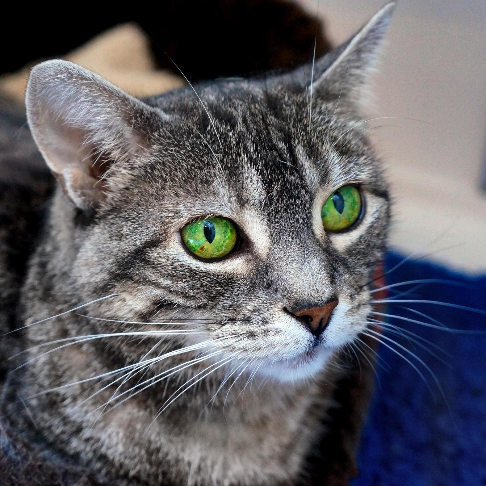 Completely Unedited Pic - This Old Girl Legit Had the Greenest Eyes I Ve Ever Seen in My Life.