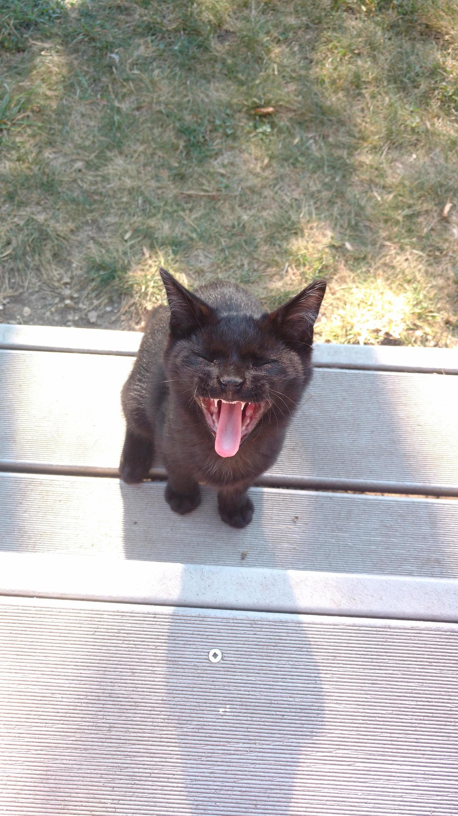 Cosmos Is Ready to Greet the Morning