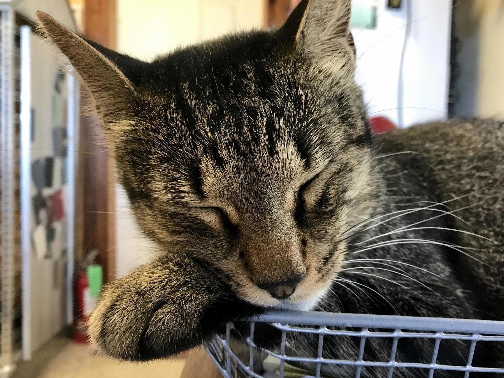 Coworker Sleeping on the Job