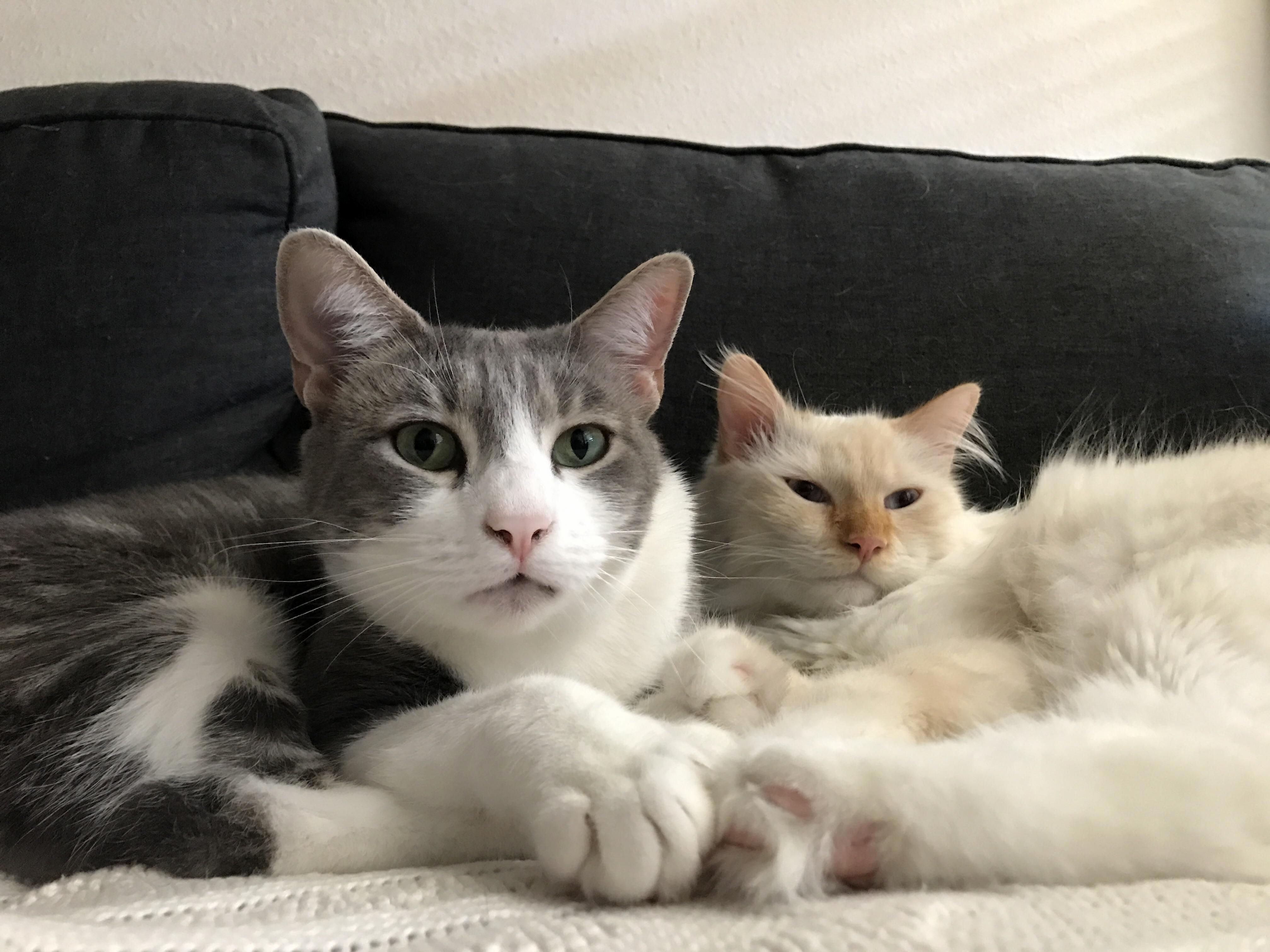 Cuddle Time for These Boys