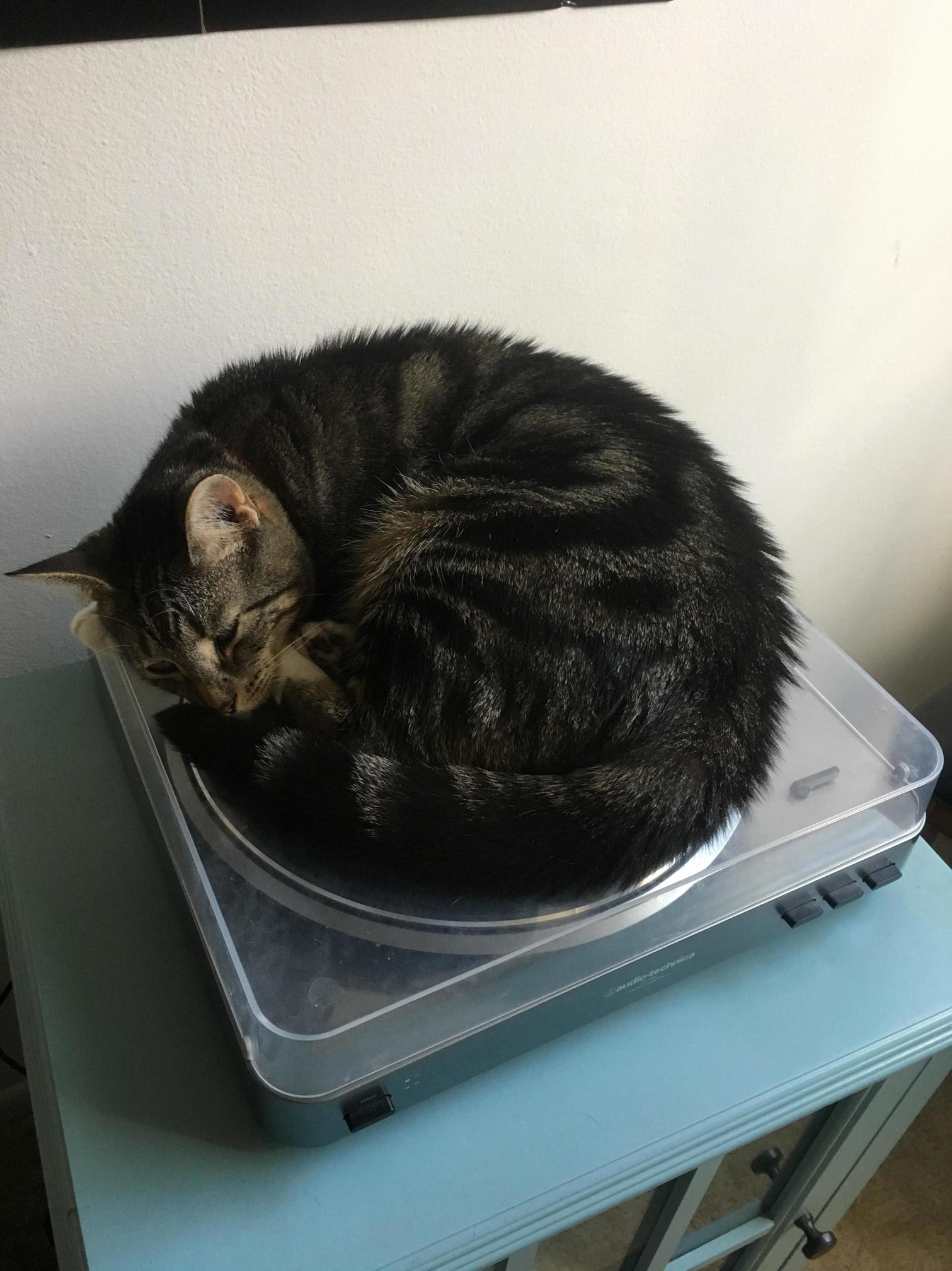 D.j. Orson Loves Records So Much That She Became One