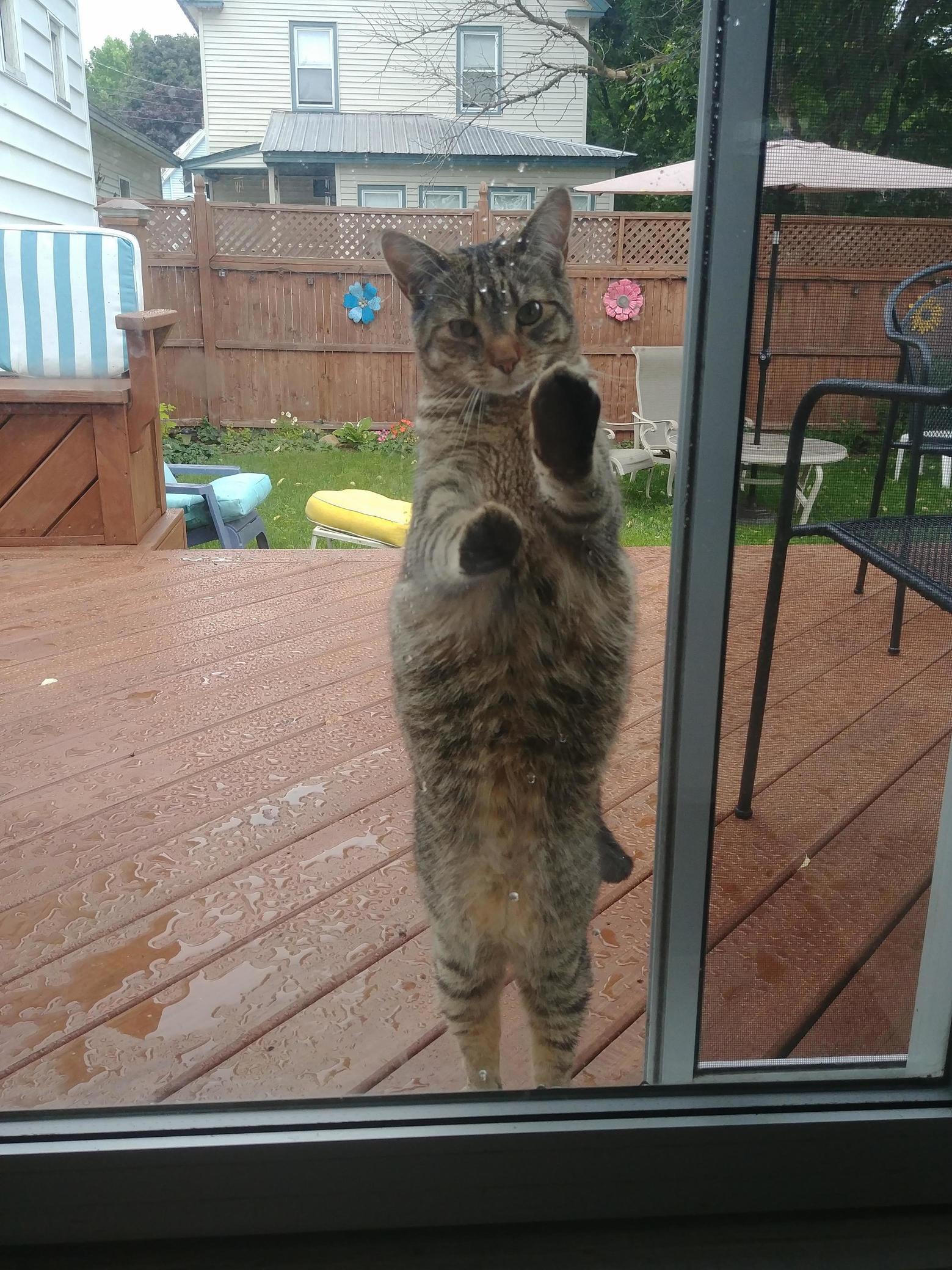 Dad Bod Kitty