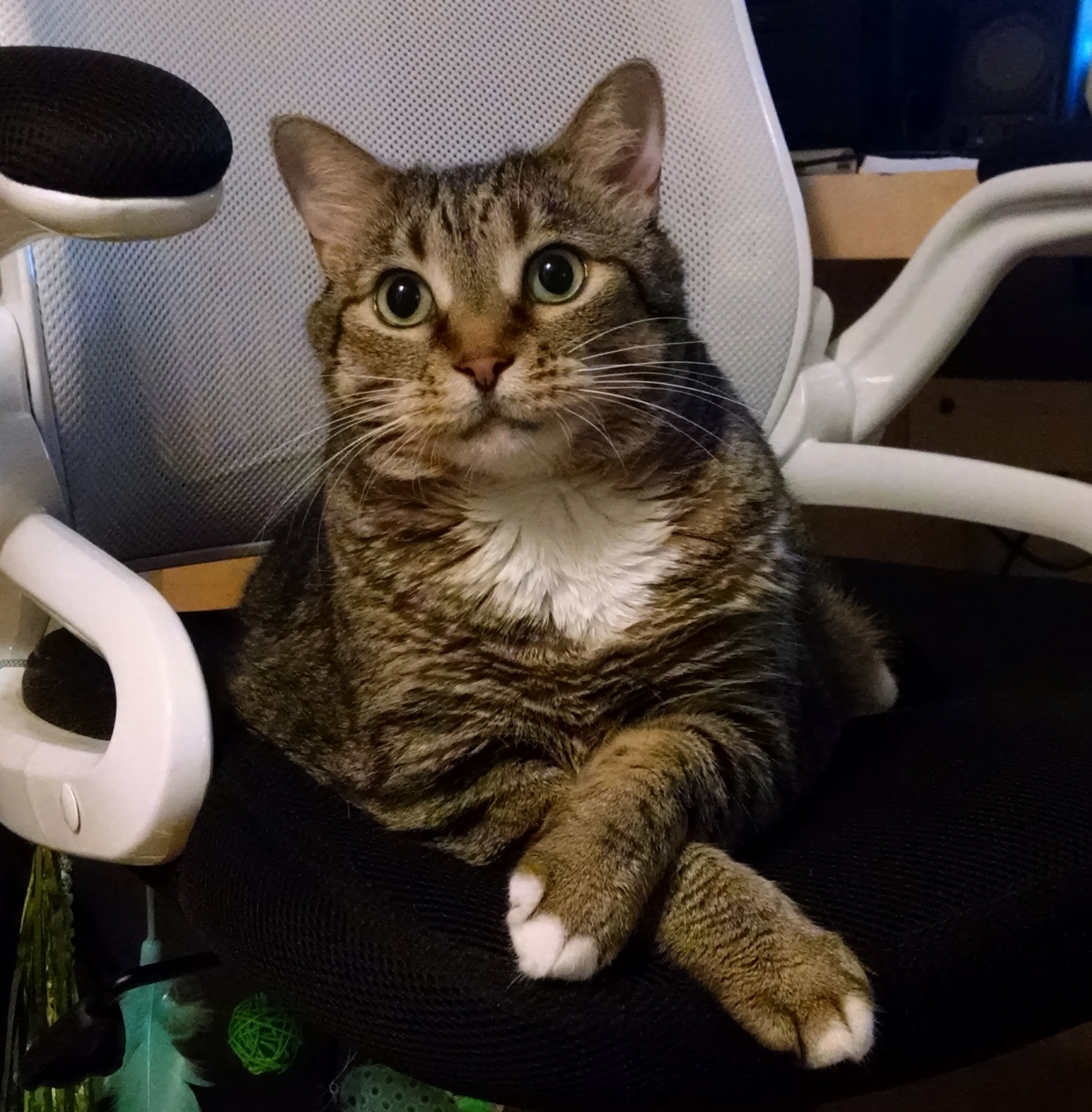 Daisy Posing for Her Portrait