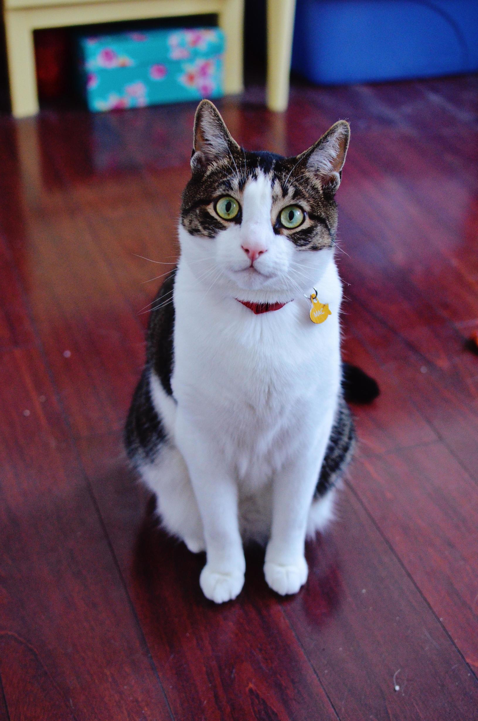 Did Someone Say Always Sunny Cats Meet Mac Notice He Popped His Cat Eyes in