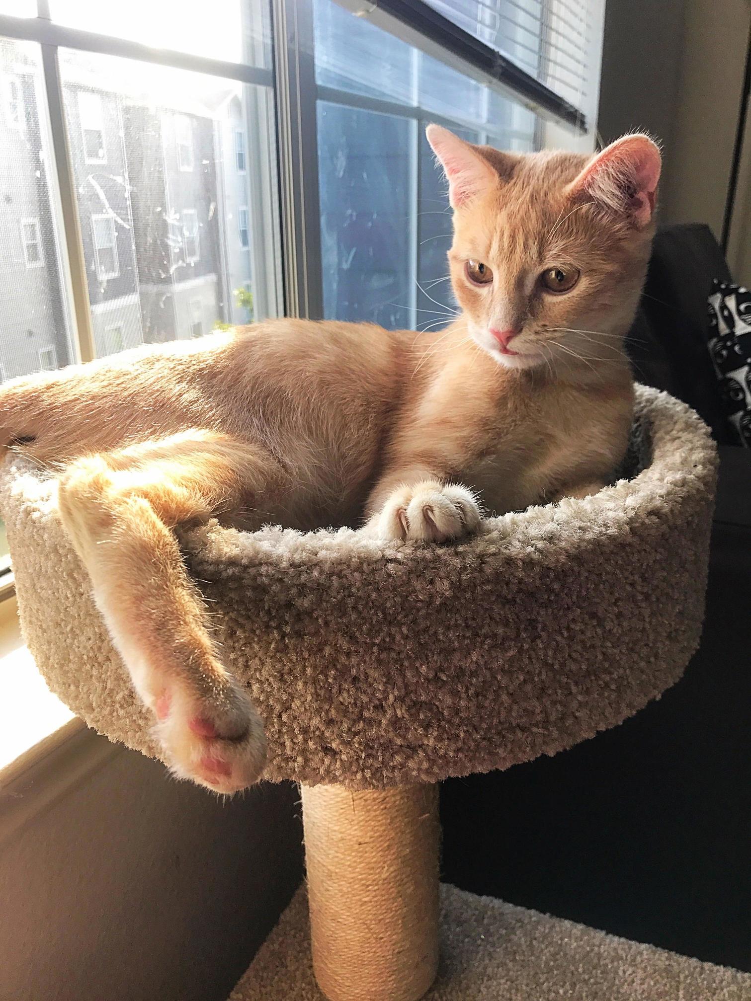 Dont Let the Dignified Look Fool You- 99 of the Time Hes a Crazy Man.