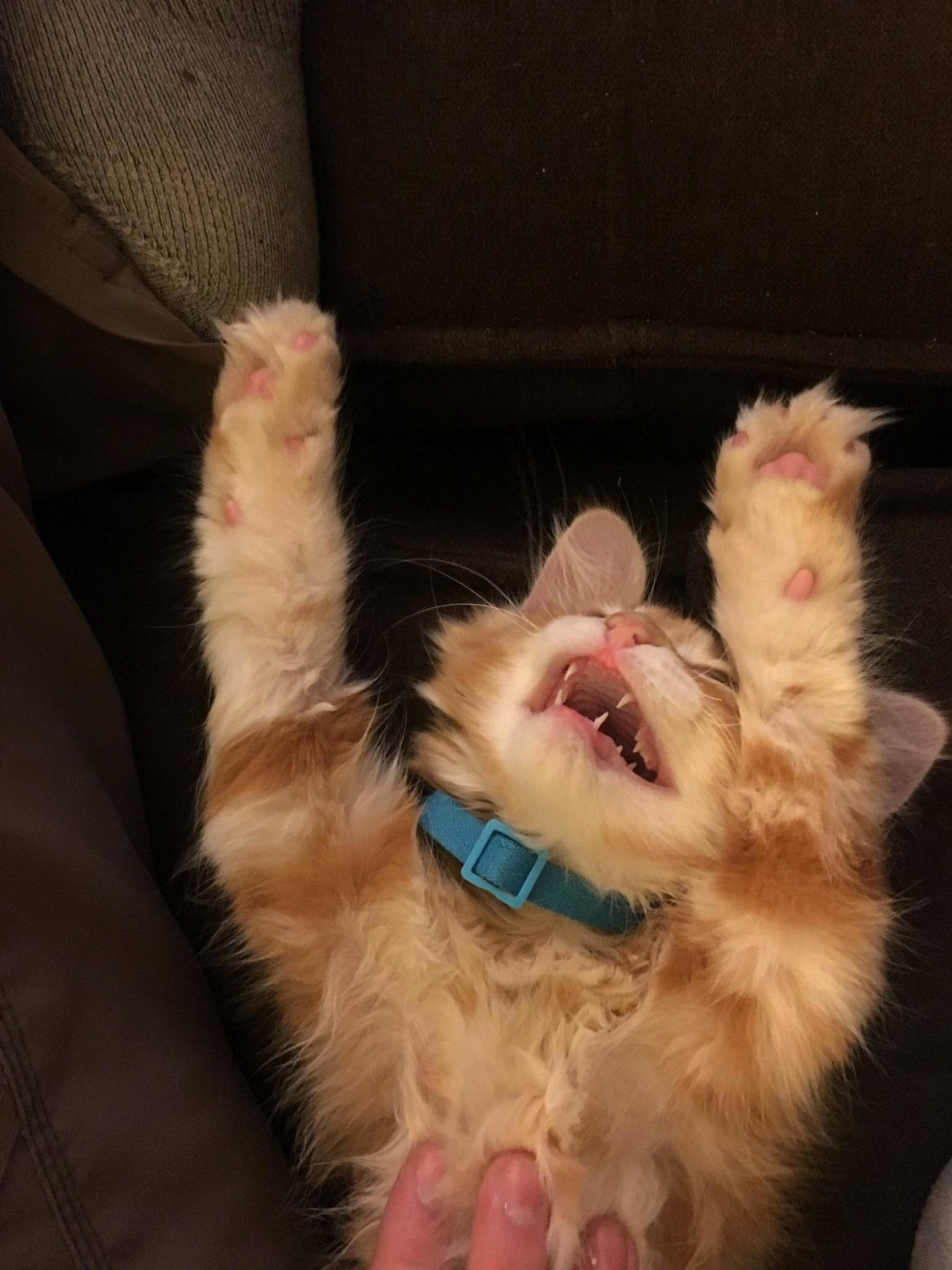 Donut Yelling Hallelujah