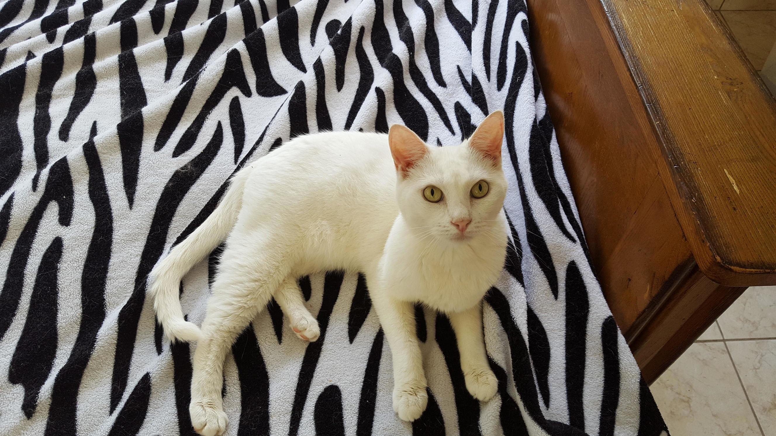 Dot Approves of My Choice of Covering for His Futon